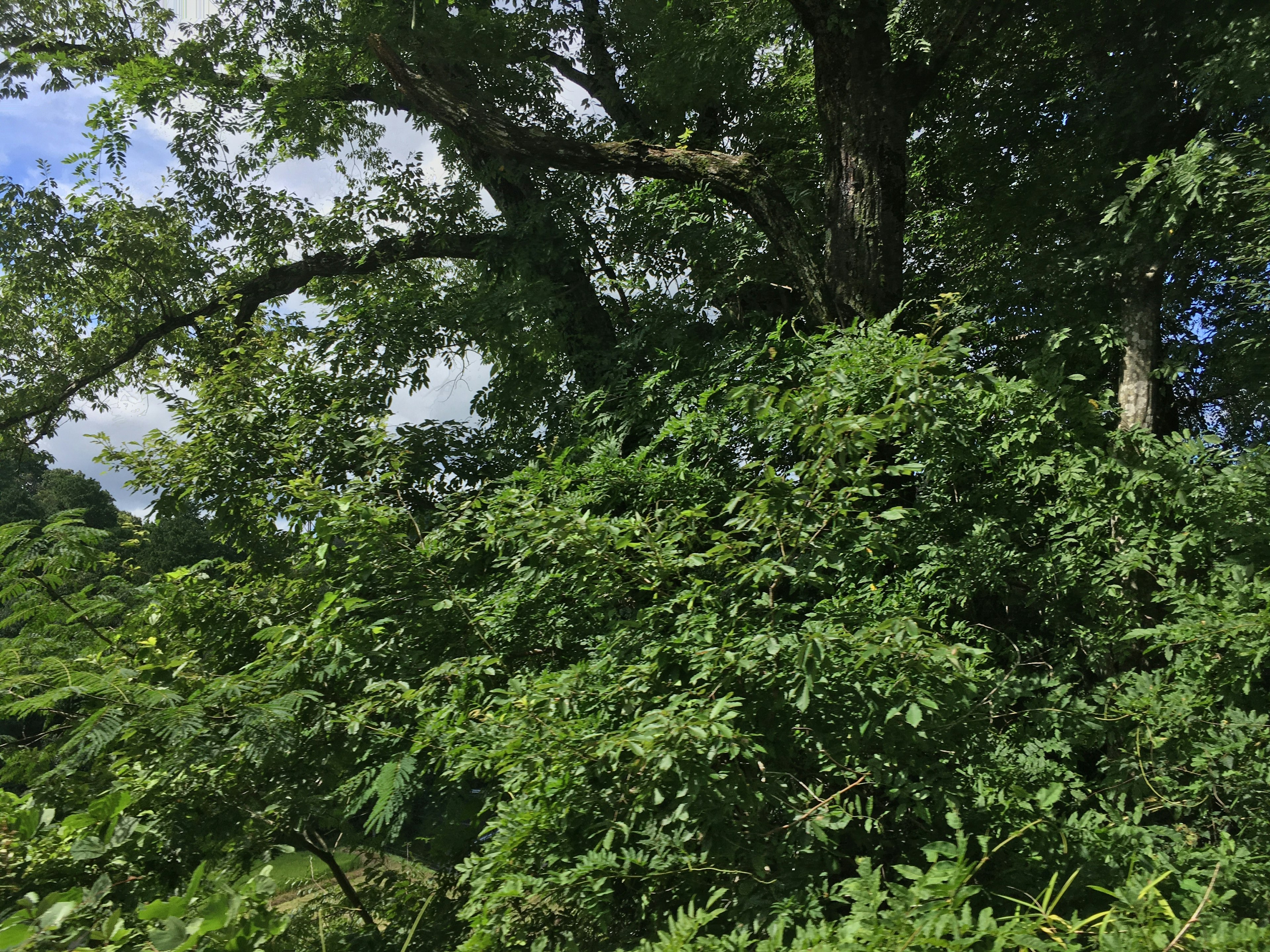 Vegetazione lussureggiante con alberi e cielo blu in un ambiente naturale