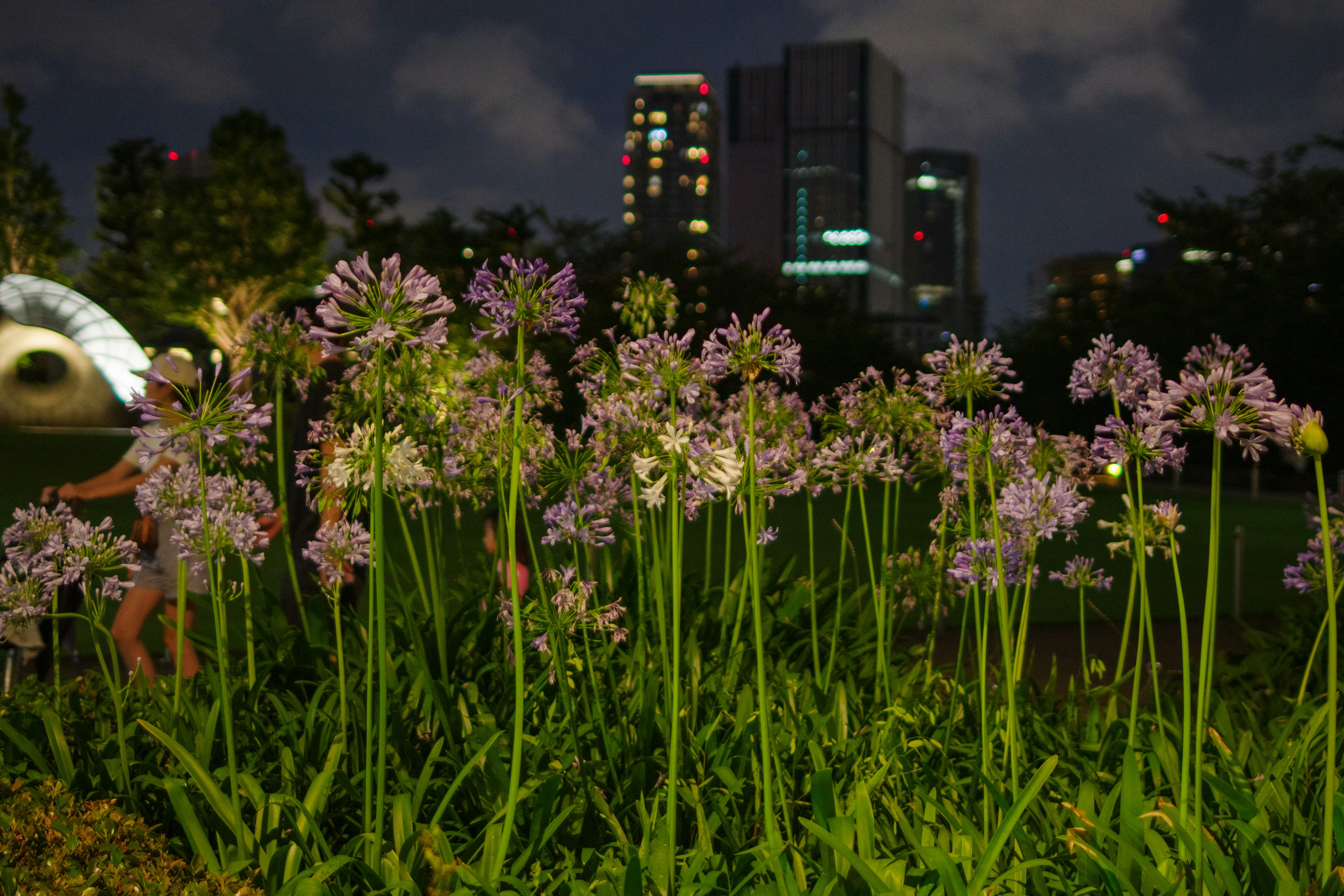 Fiori viola che sbocciano in un parco di notte con edifici cittadini sullo sfondo