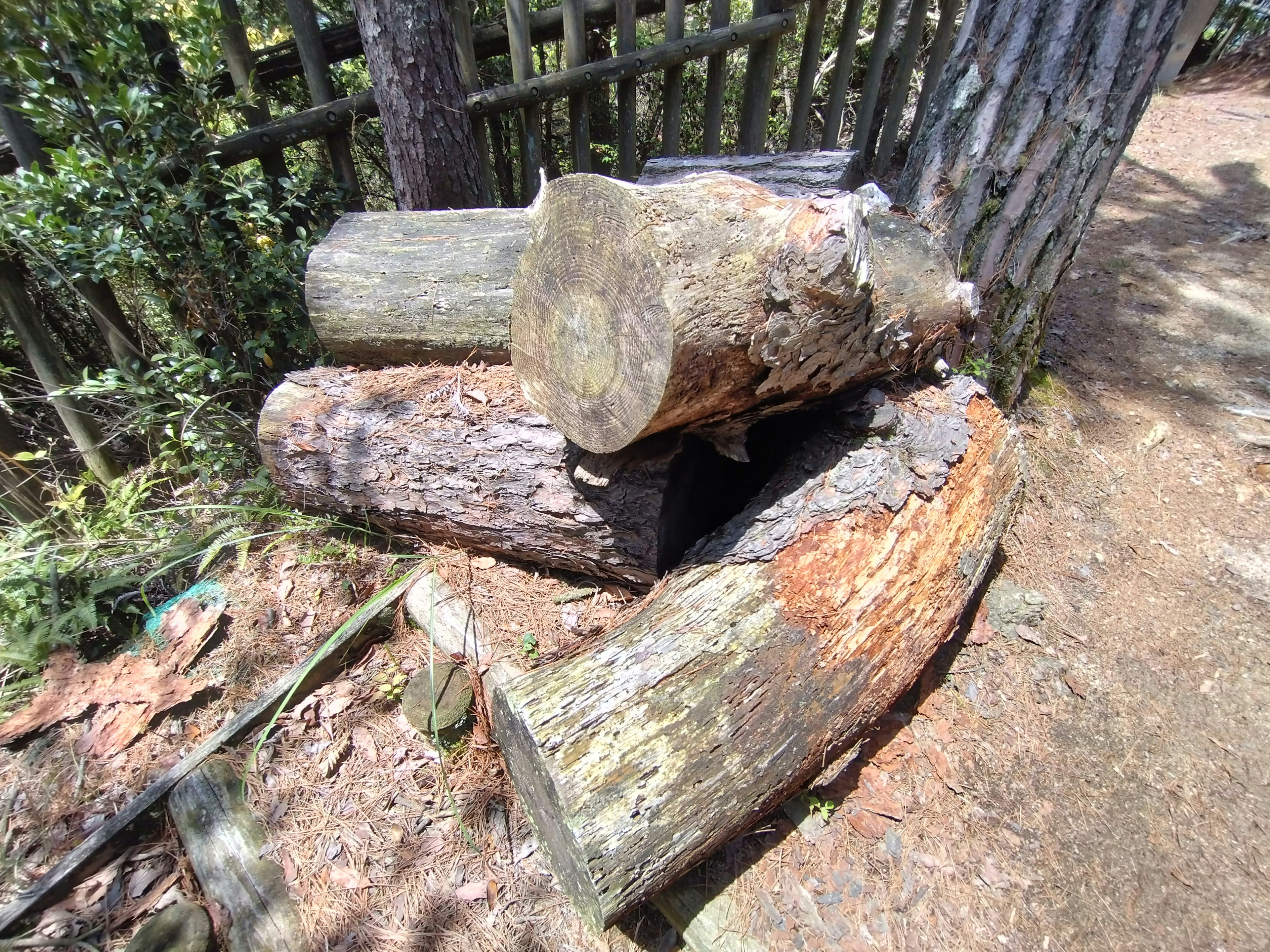 Stack of wooden logs in a forest setting