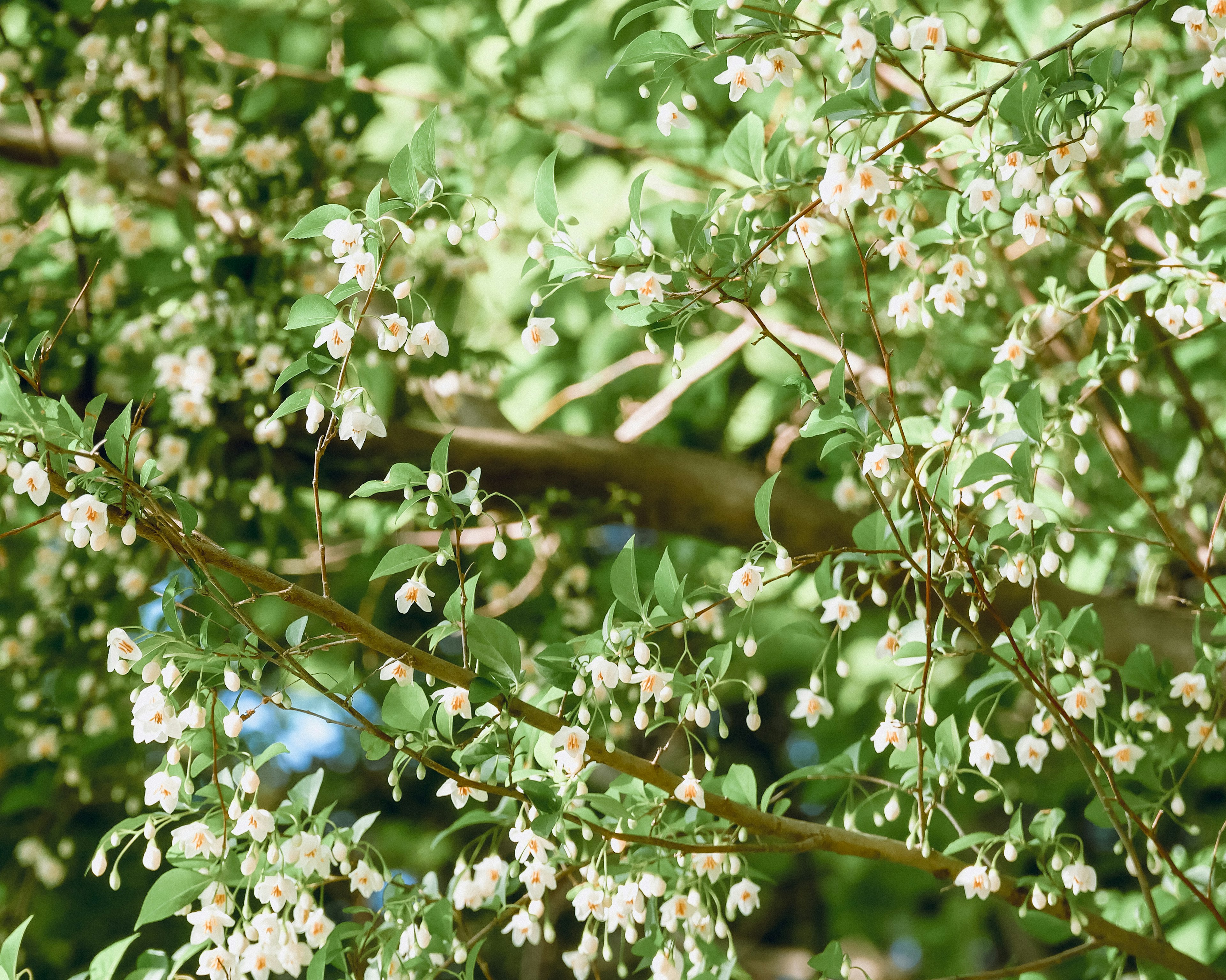 Close-up cabang pohon dengan daun hijau dan bunga putih