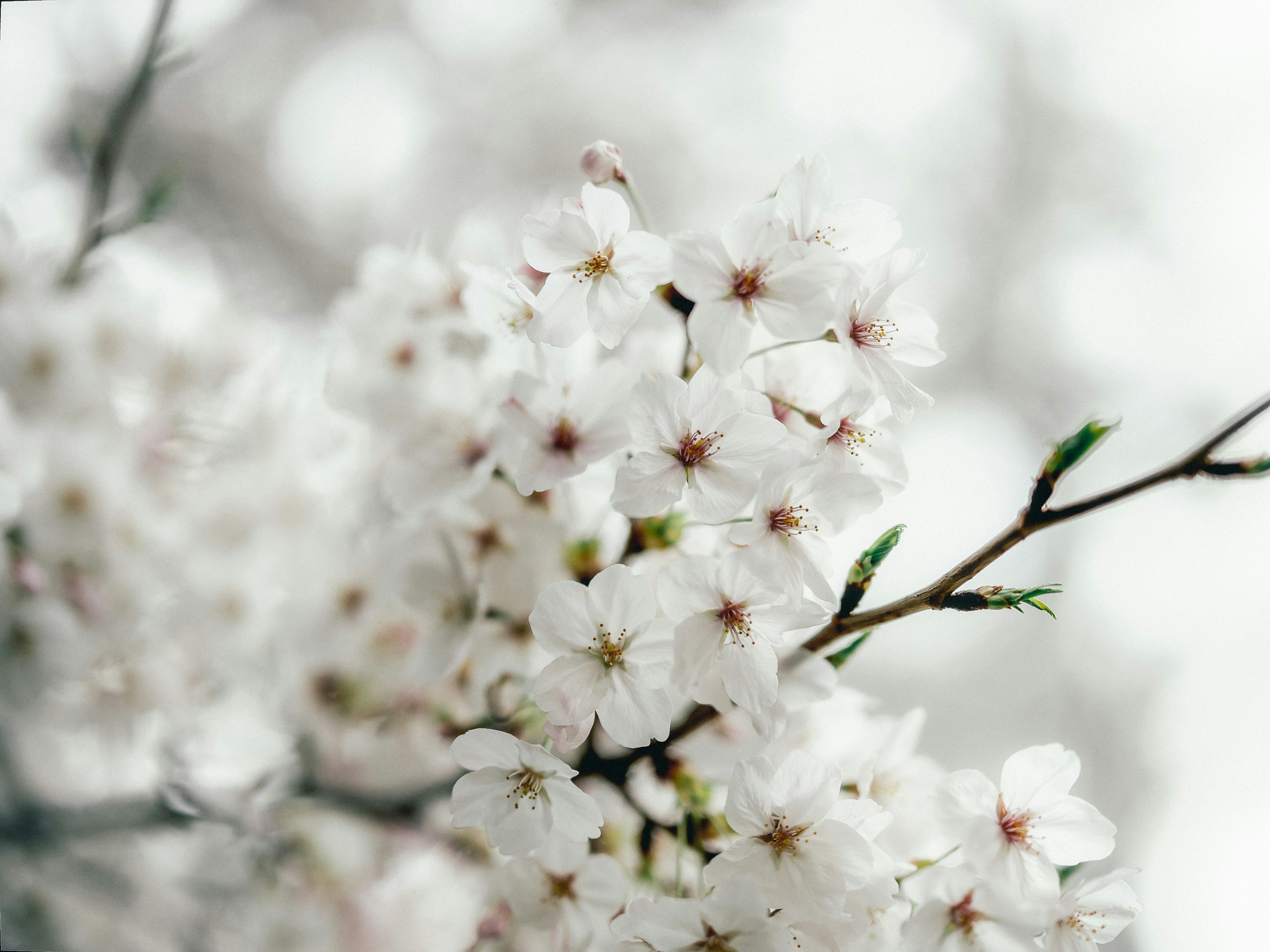 桜の花が咲いている白い花びらのクローズアップ