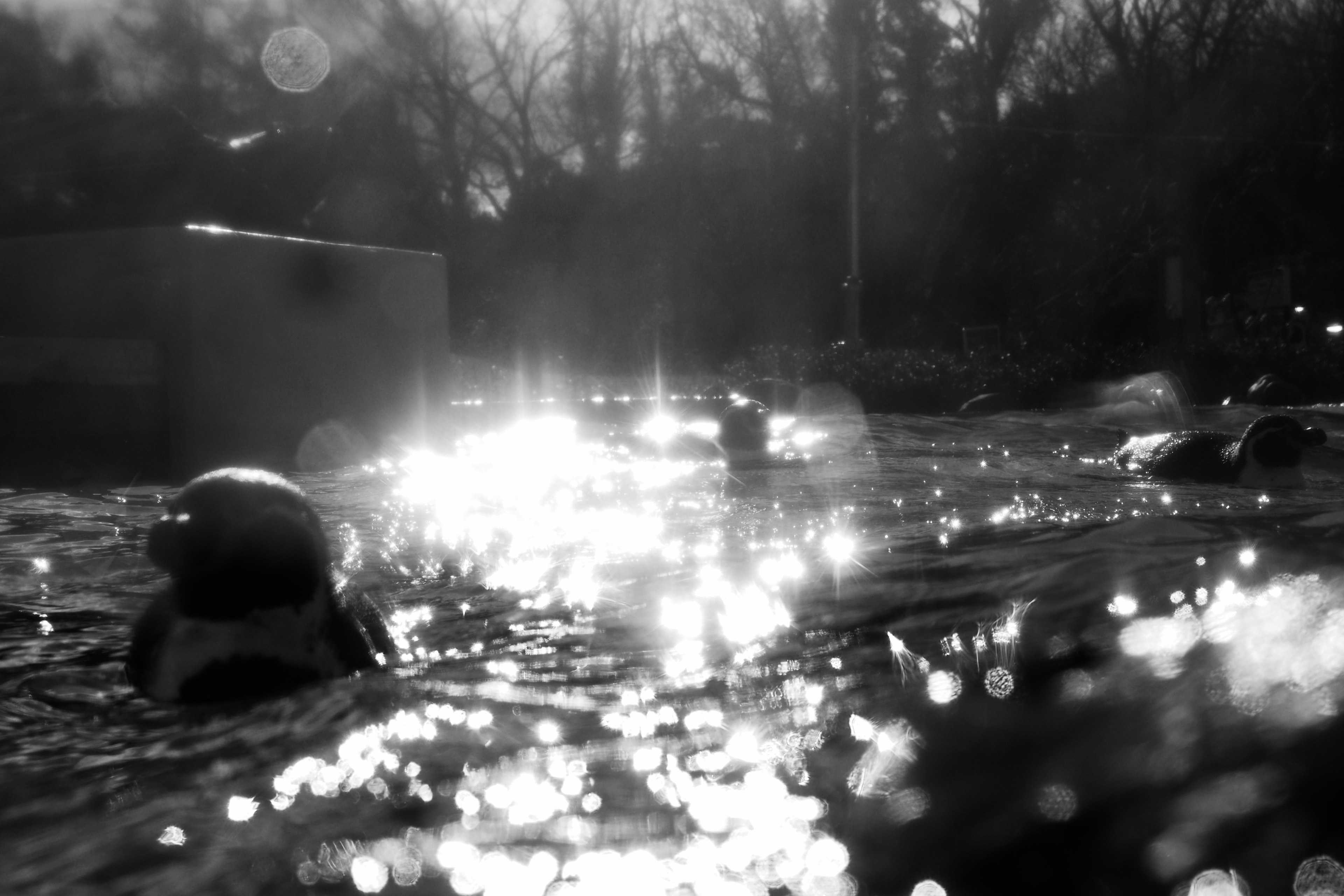 Foto in bianco e nero di oggetti che galleggiano sull'acqua con riflessi di luce