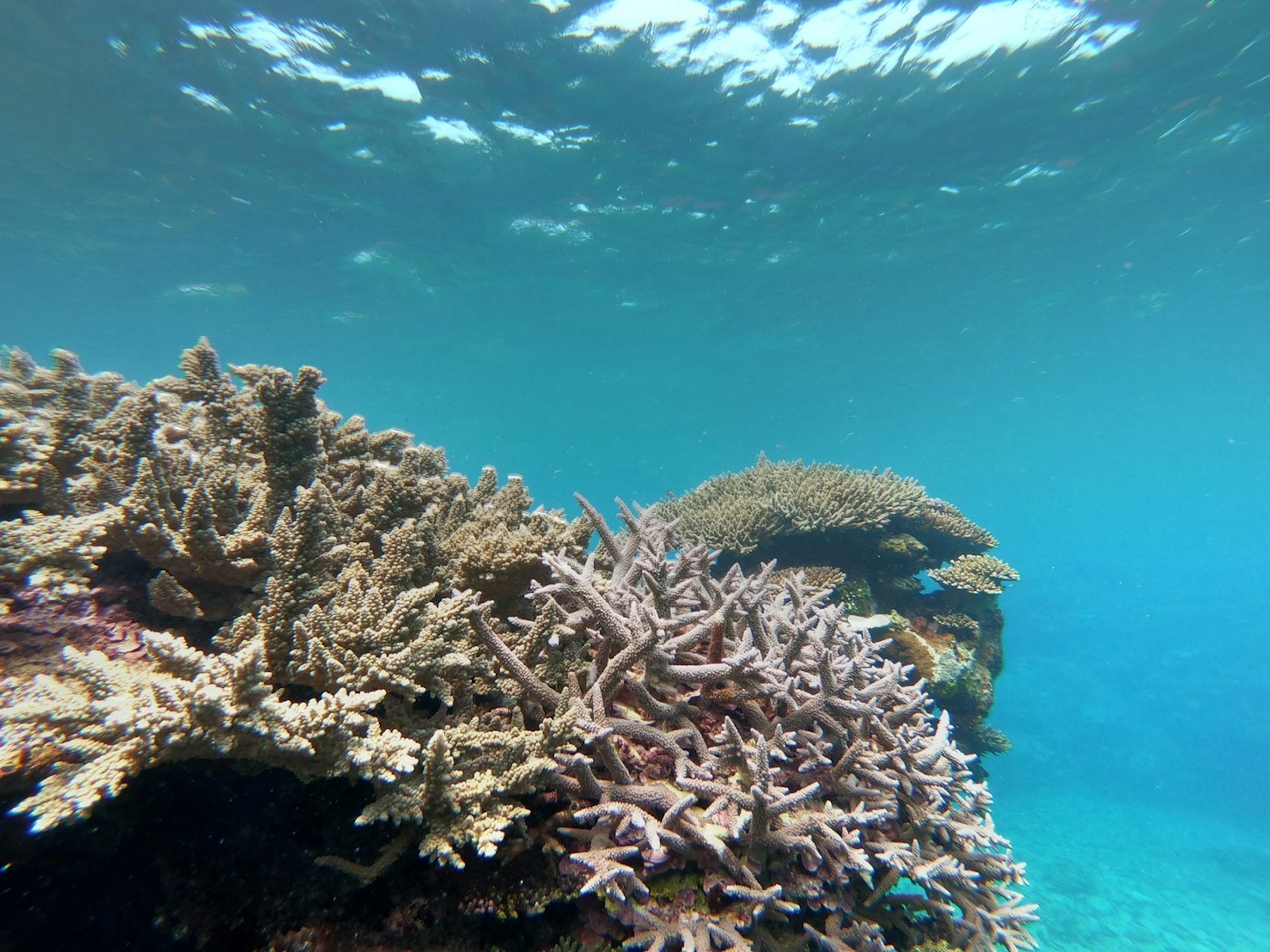 Close-up terumbu karang berwarna-warni yang tumbuh di air jernih bawah laut