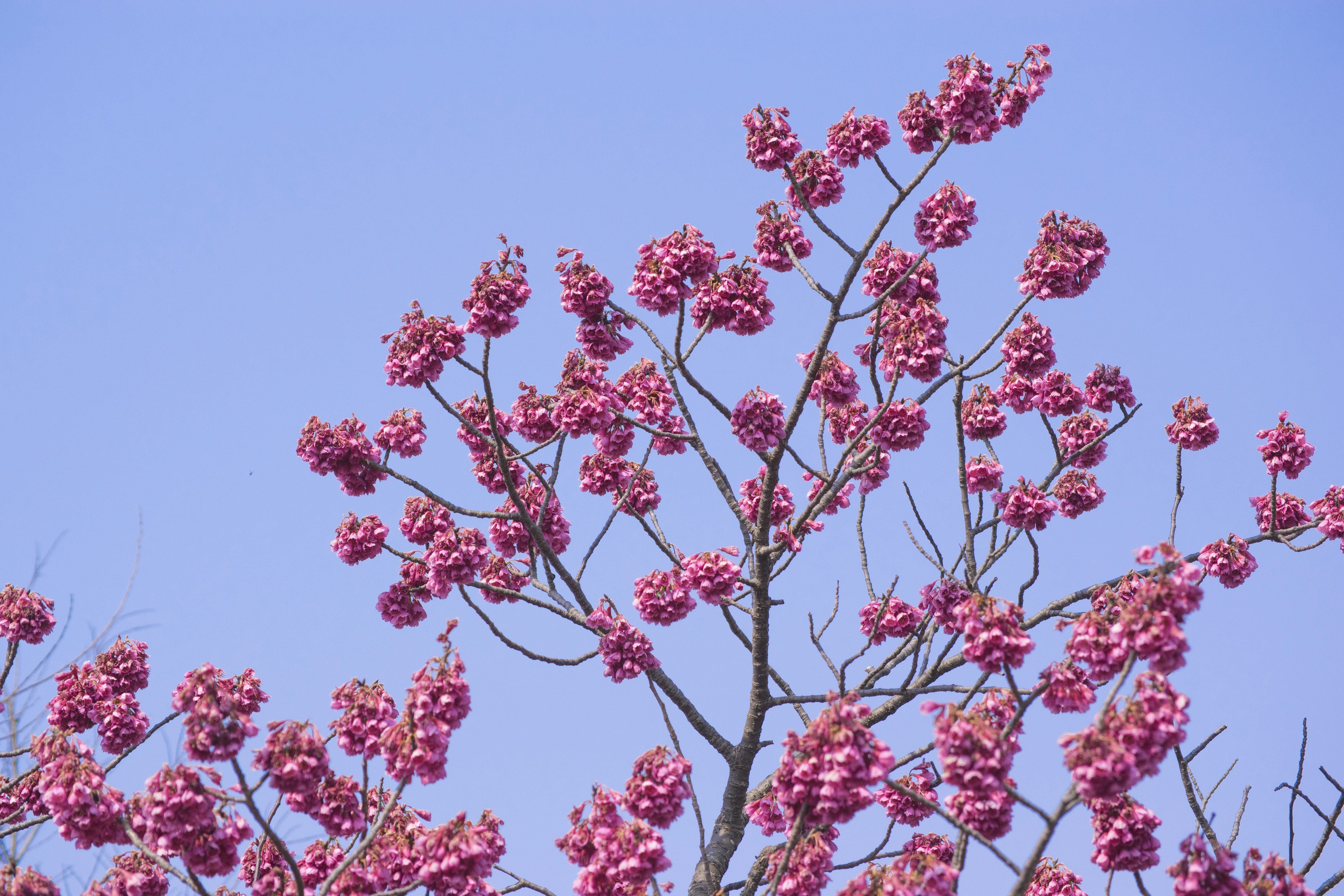 Branches of a tree with pink flowers against a blue sky