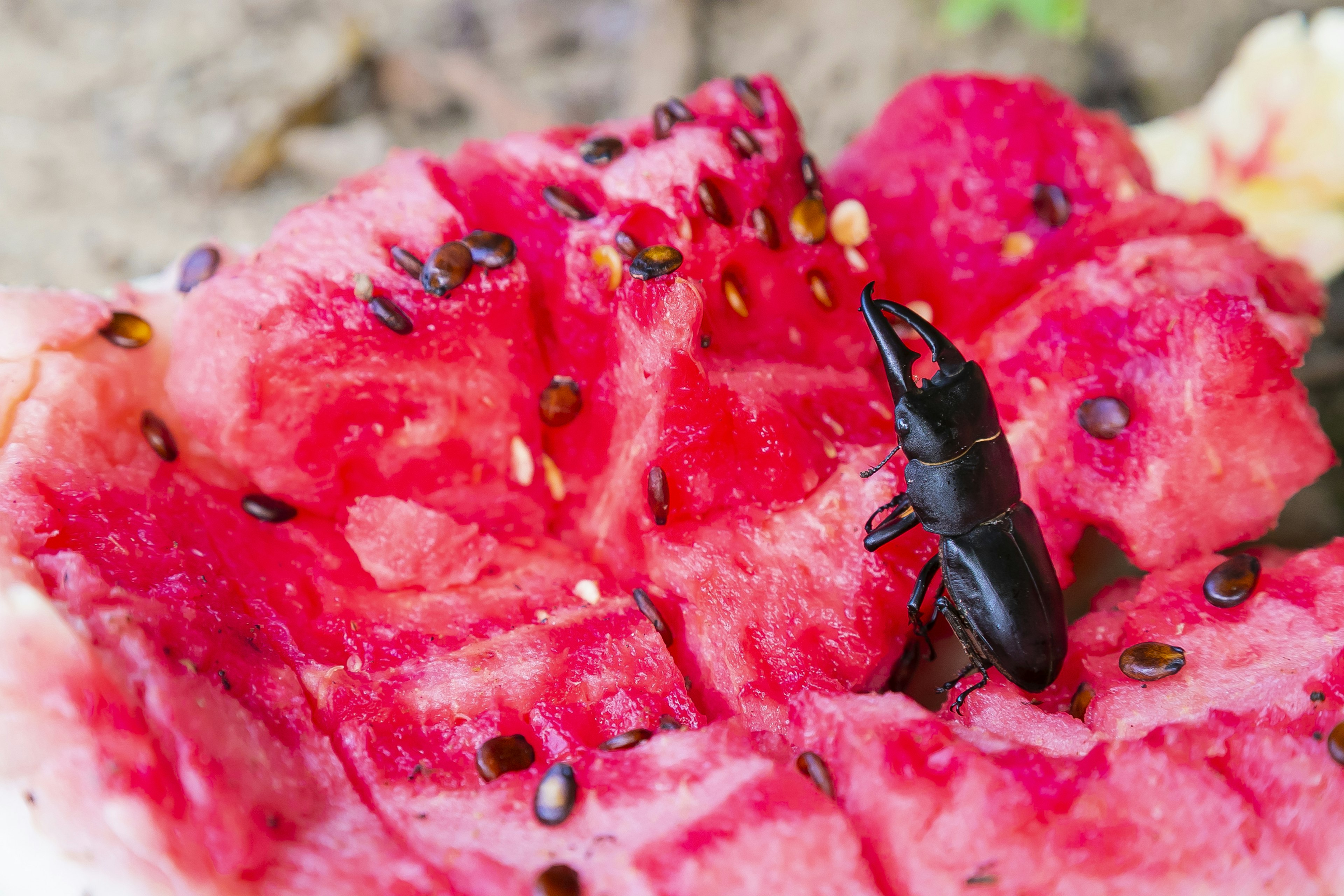 Black beetle on vibrant red watermelon flesh