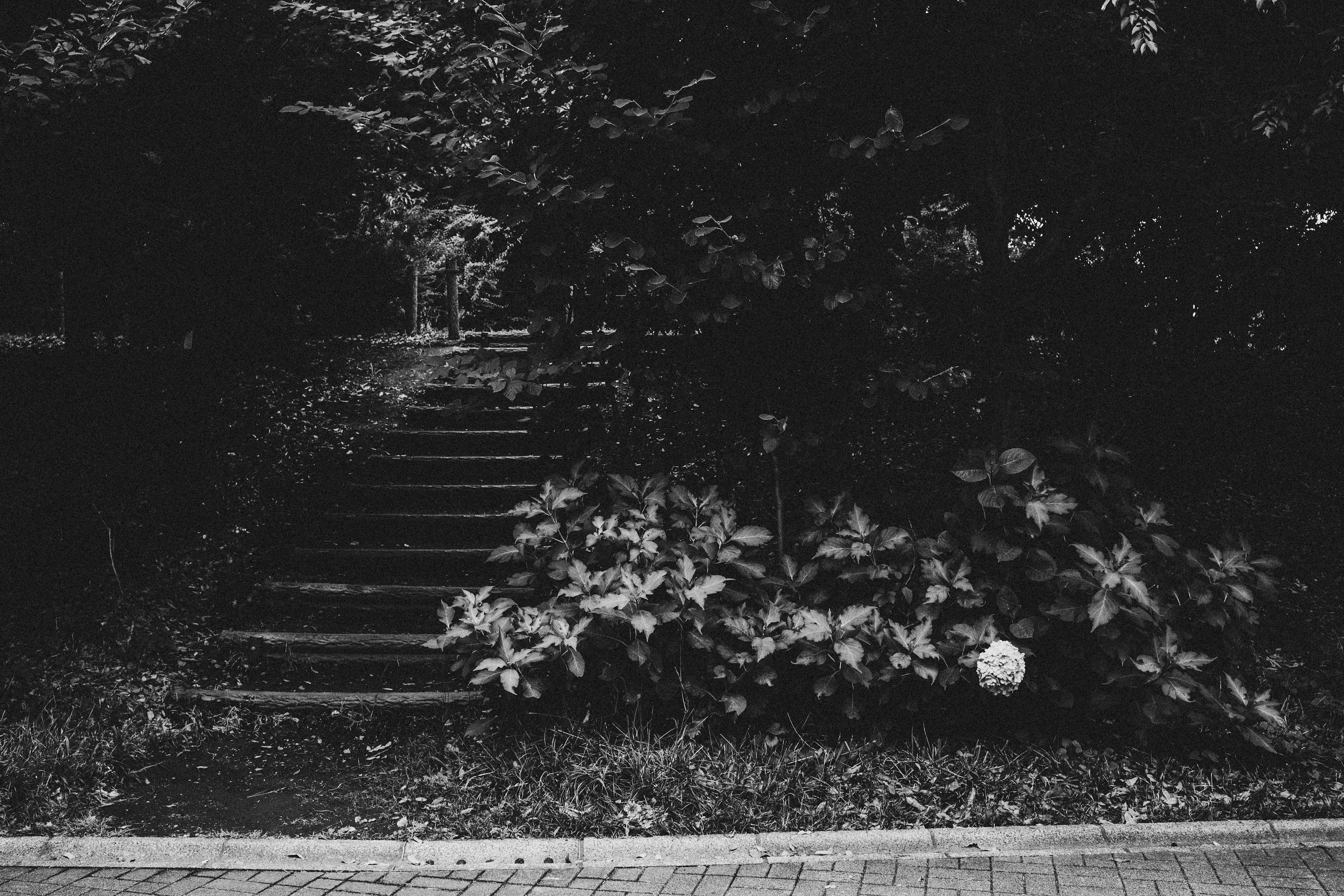 Quiet scene with steps and green plants