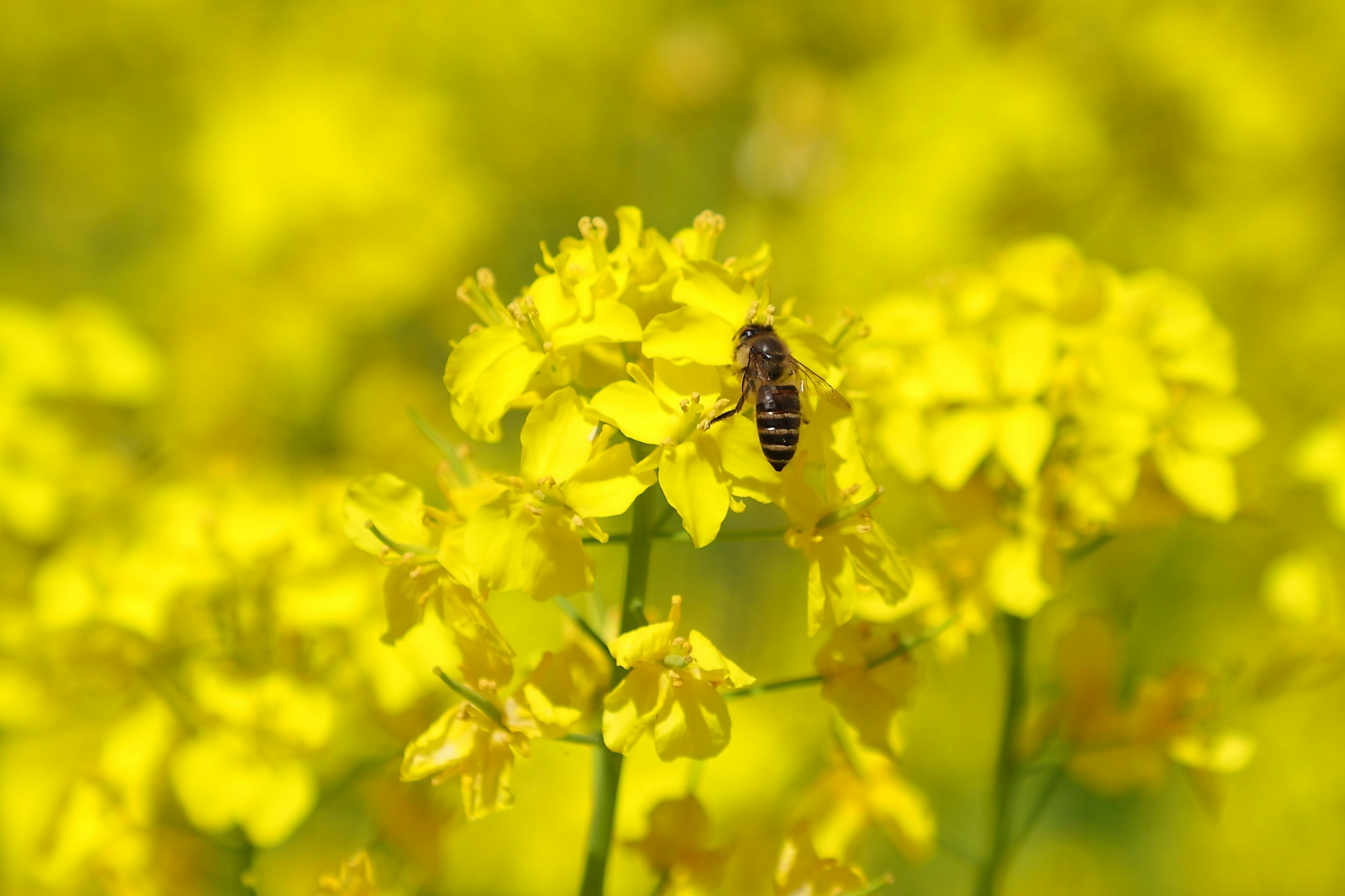 Une abeille collectant du nectar sur des fleurs jaunes vives