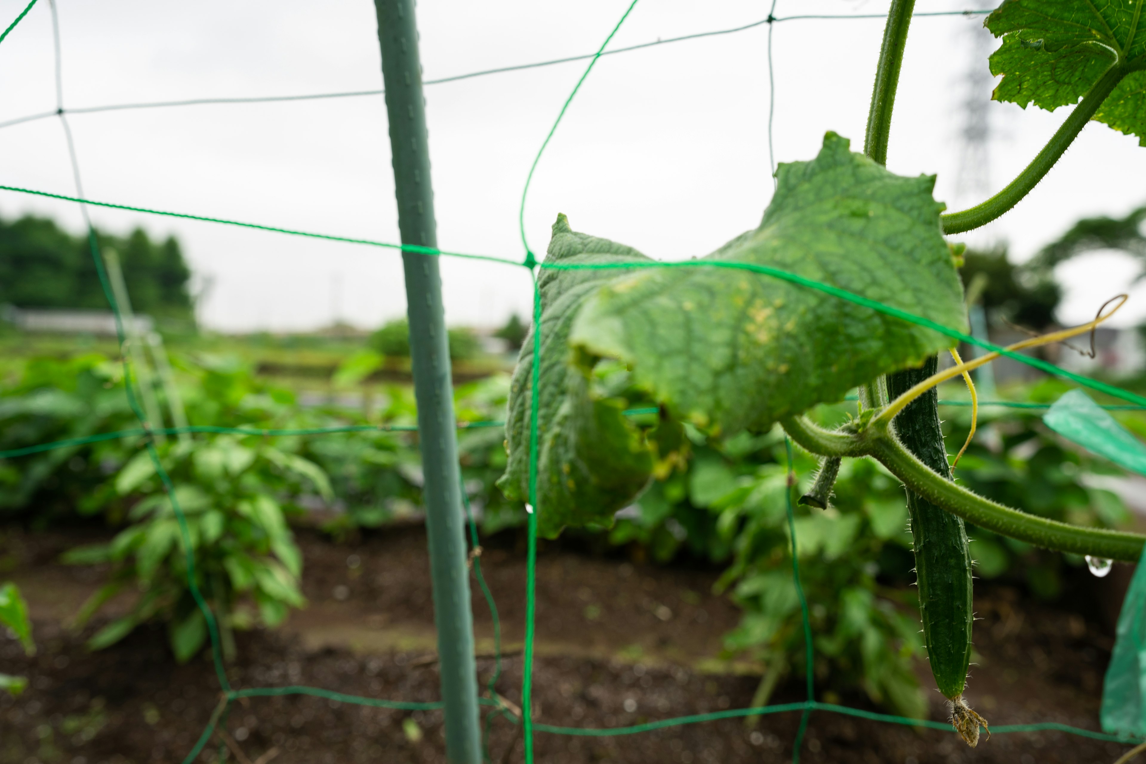 Gros plan sur une plante de concombre avec des feuilles vertes et des fruits soutenus par un treillis dans un jardin