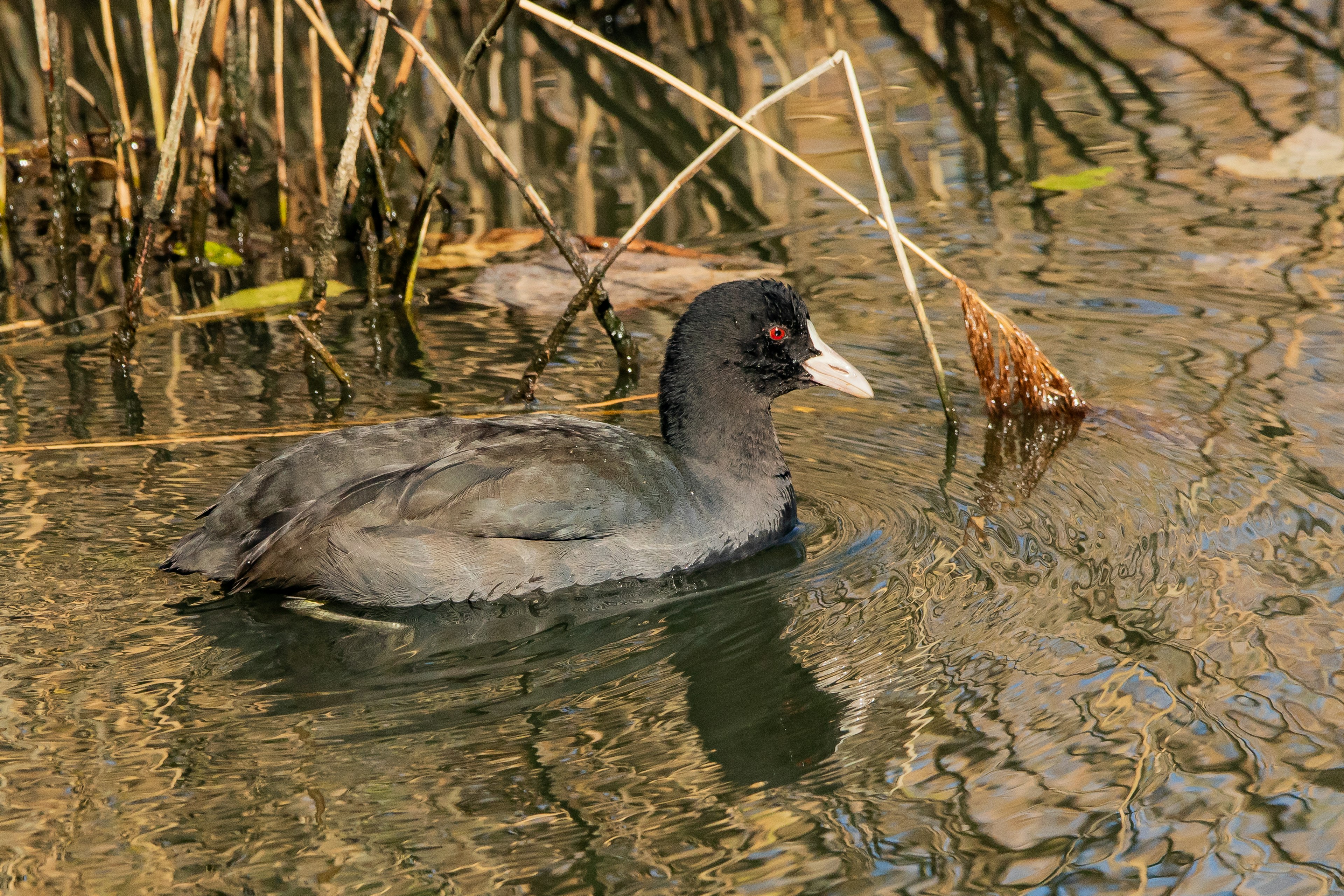 Polla de agua nadando en el agua con juncos alrededor