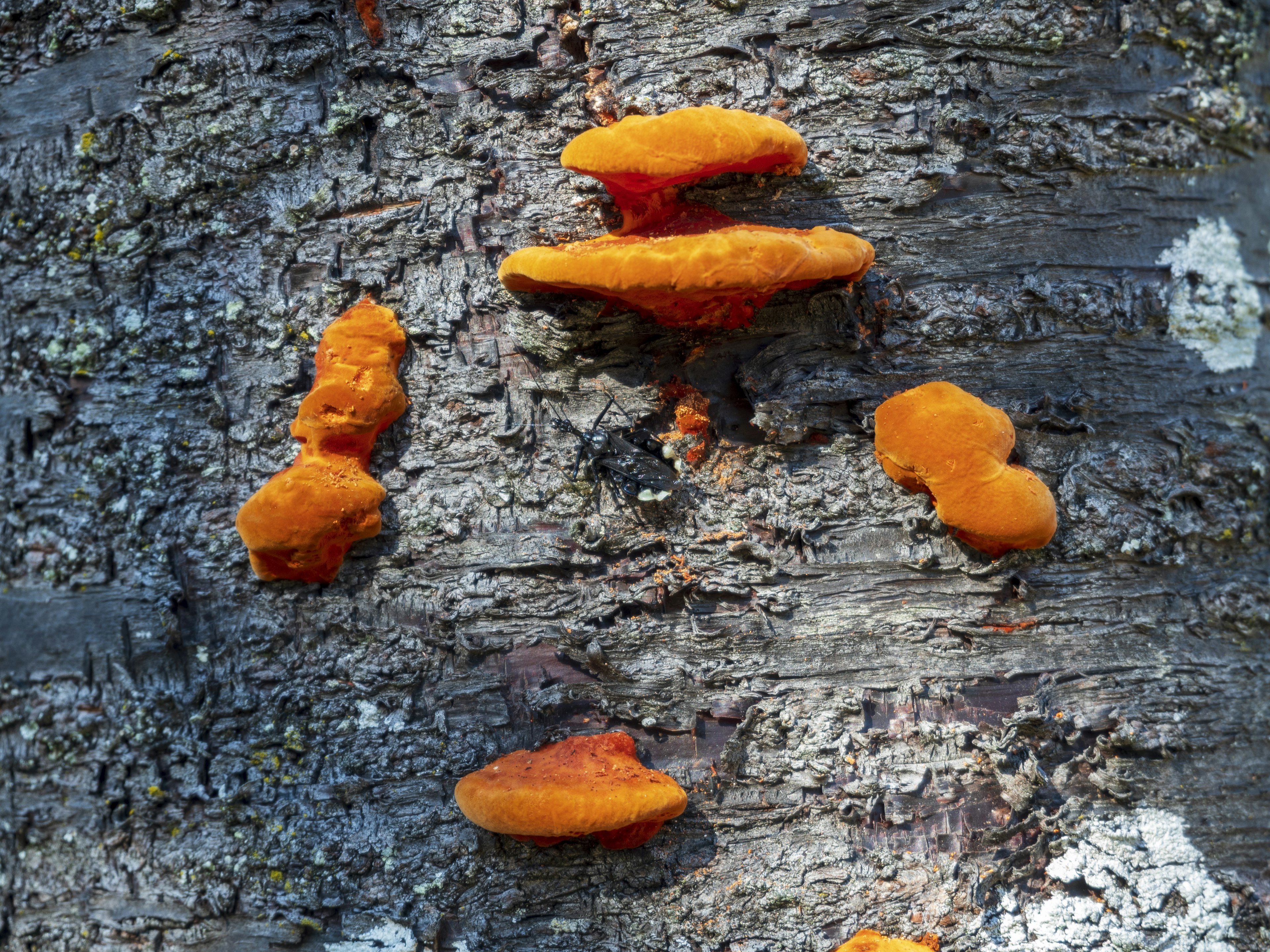 Ansammlung von orangefarbenen Pilzen, die auf einem Baumstamm wachsen