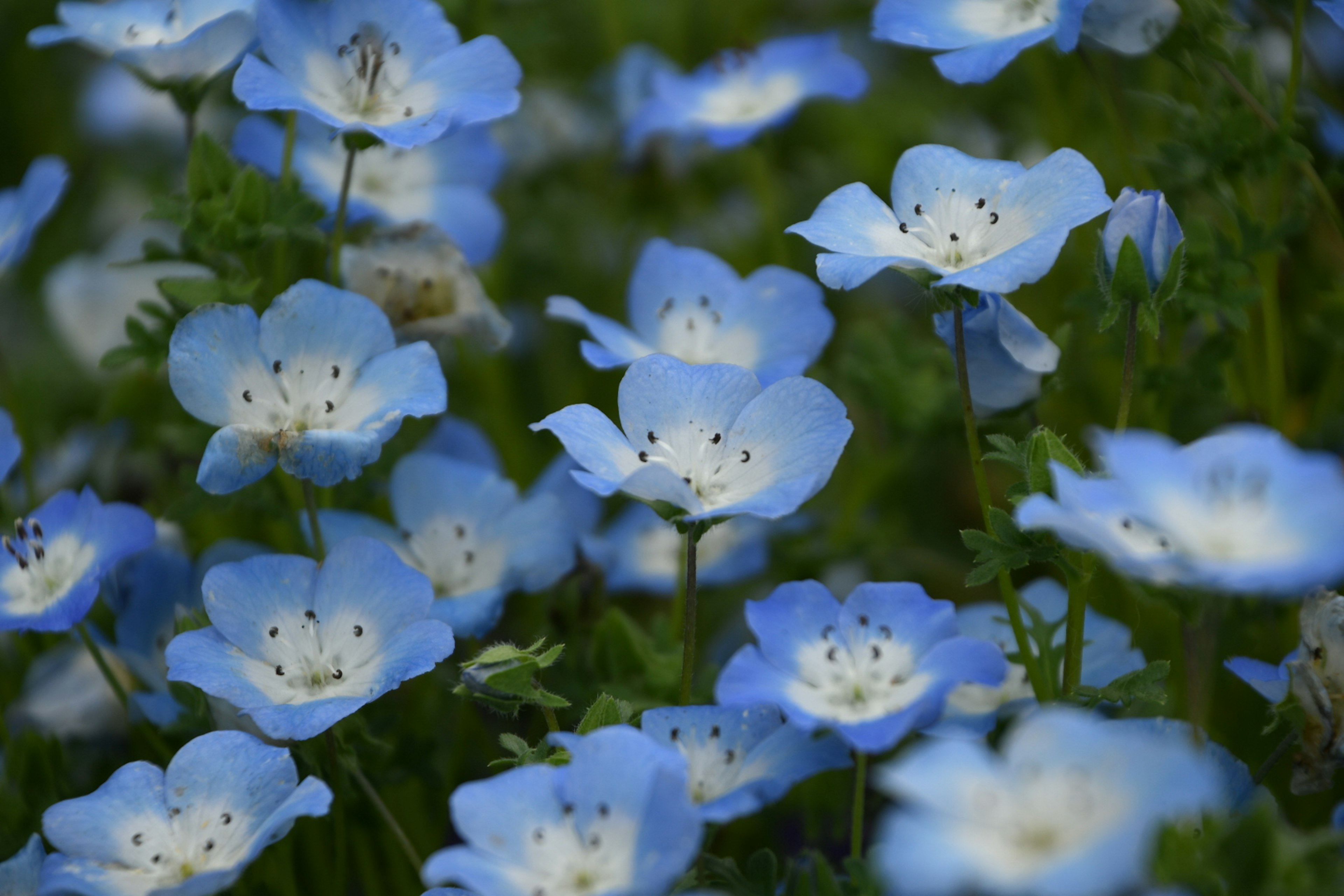 A field of delicate blue flowers in full bloom