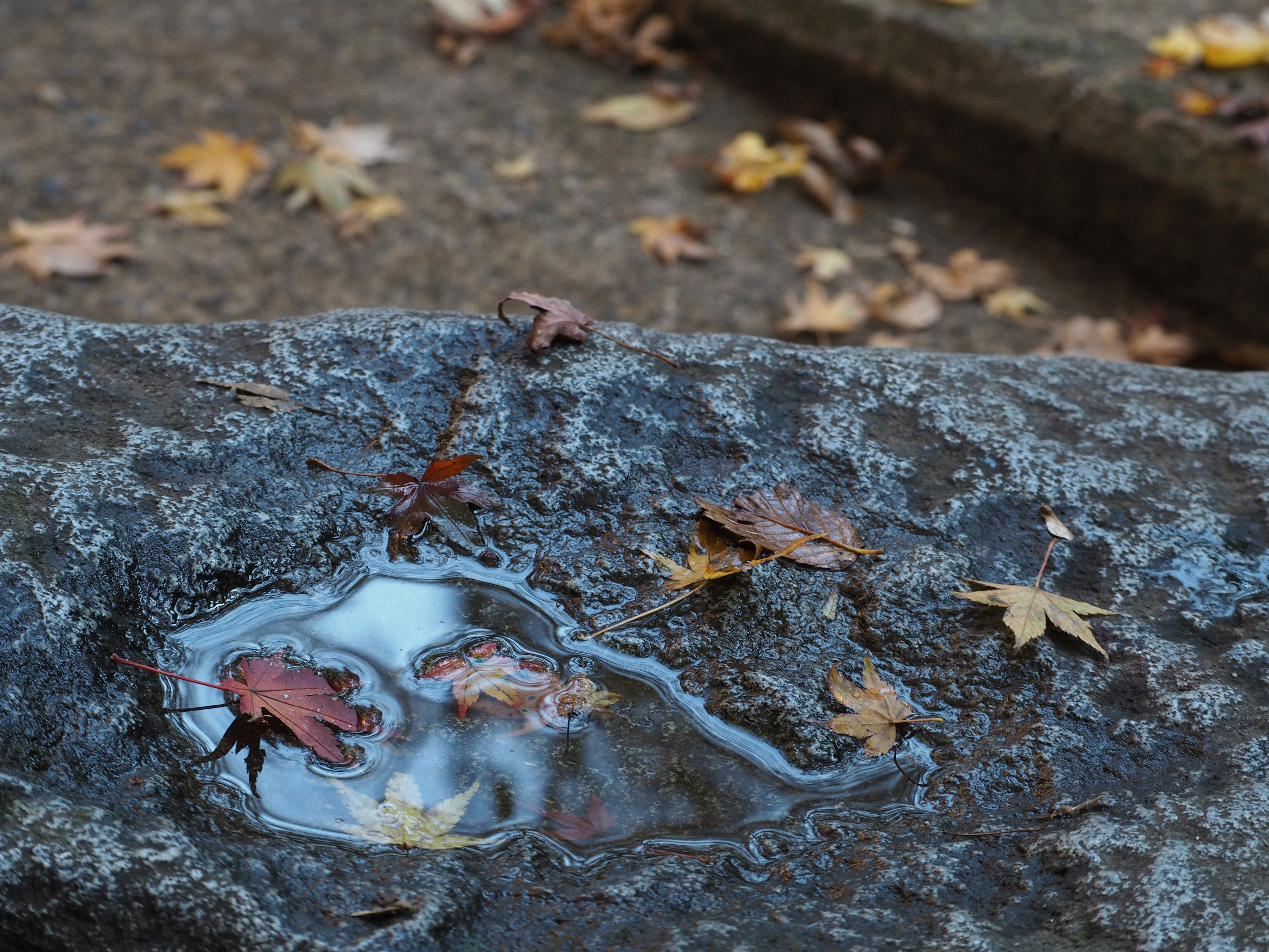 Rock surface with a puddle and fallen leaves