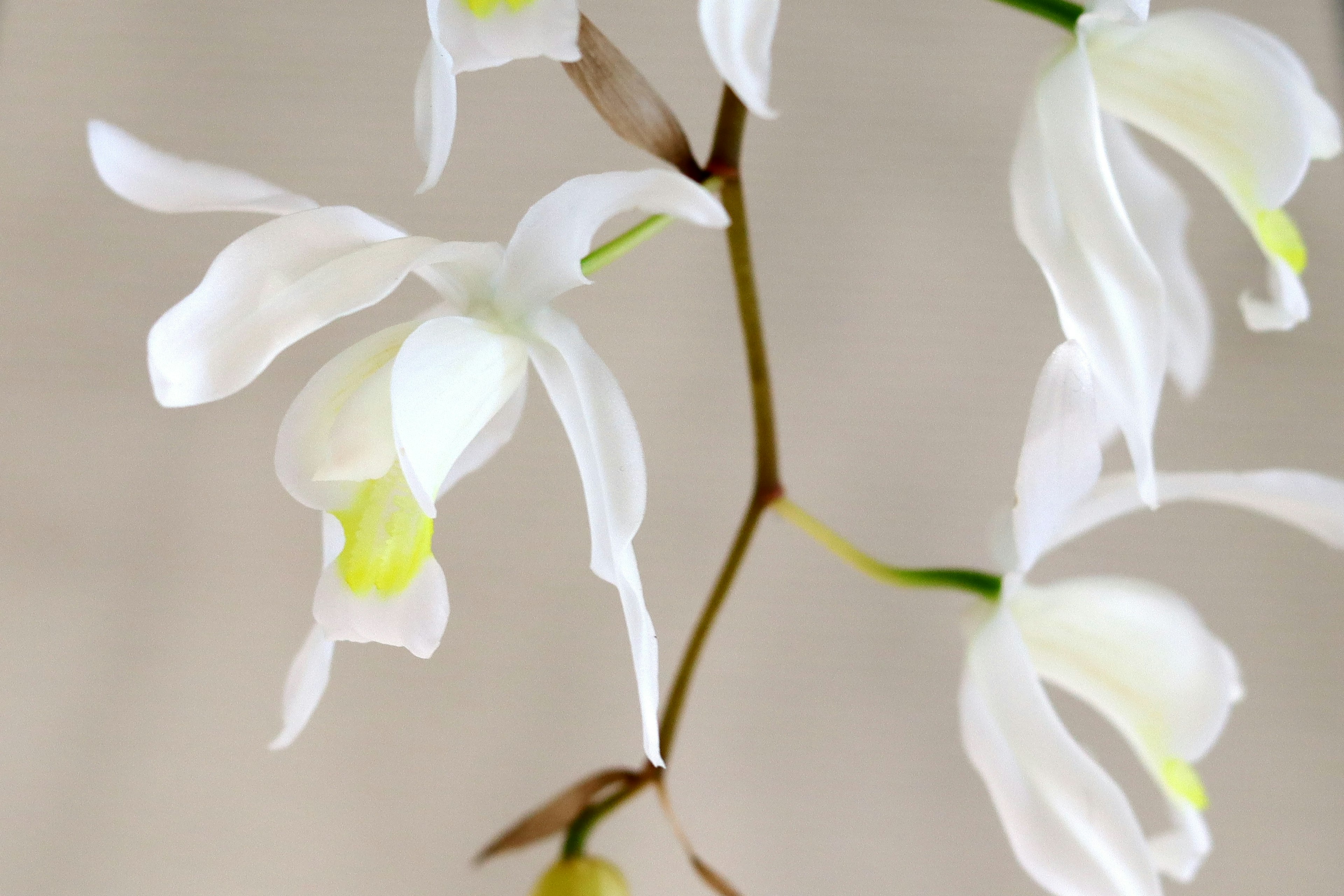 A delicate orchid with white petals blooming on a slender stem