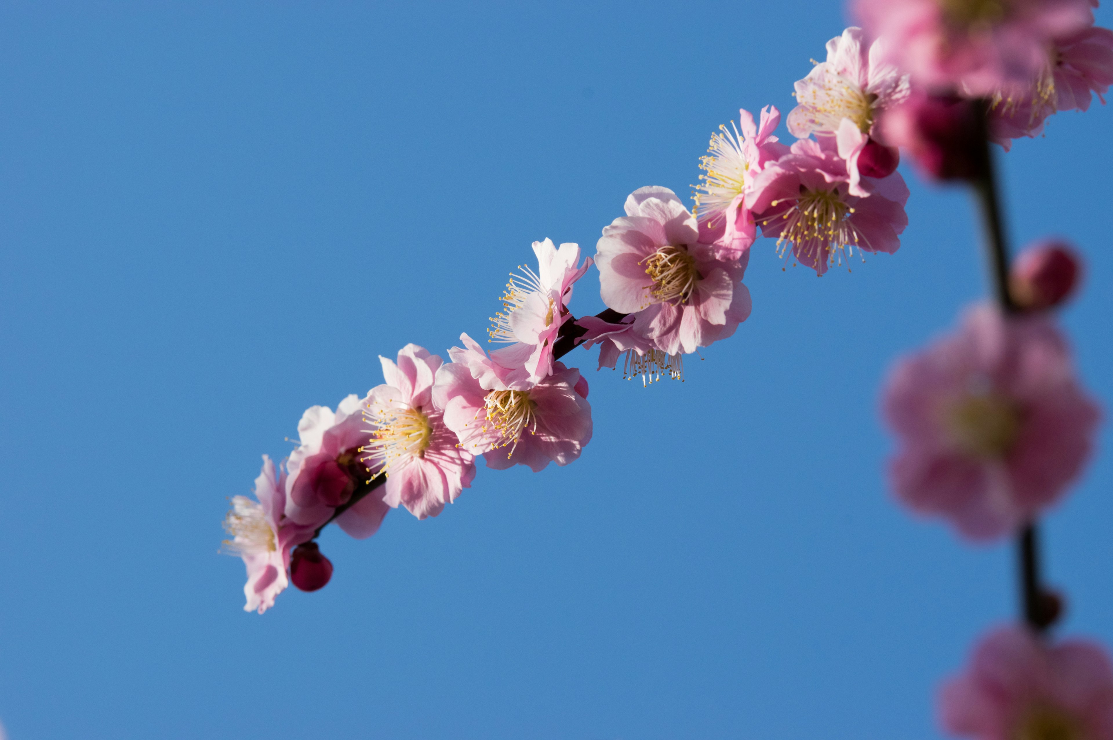 Branch of pink plum blossoms against a blue sky