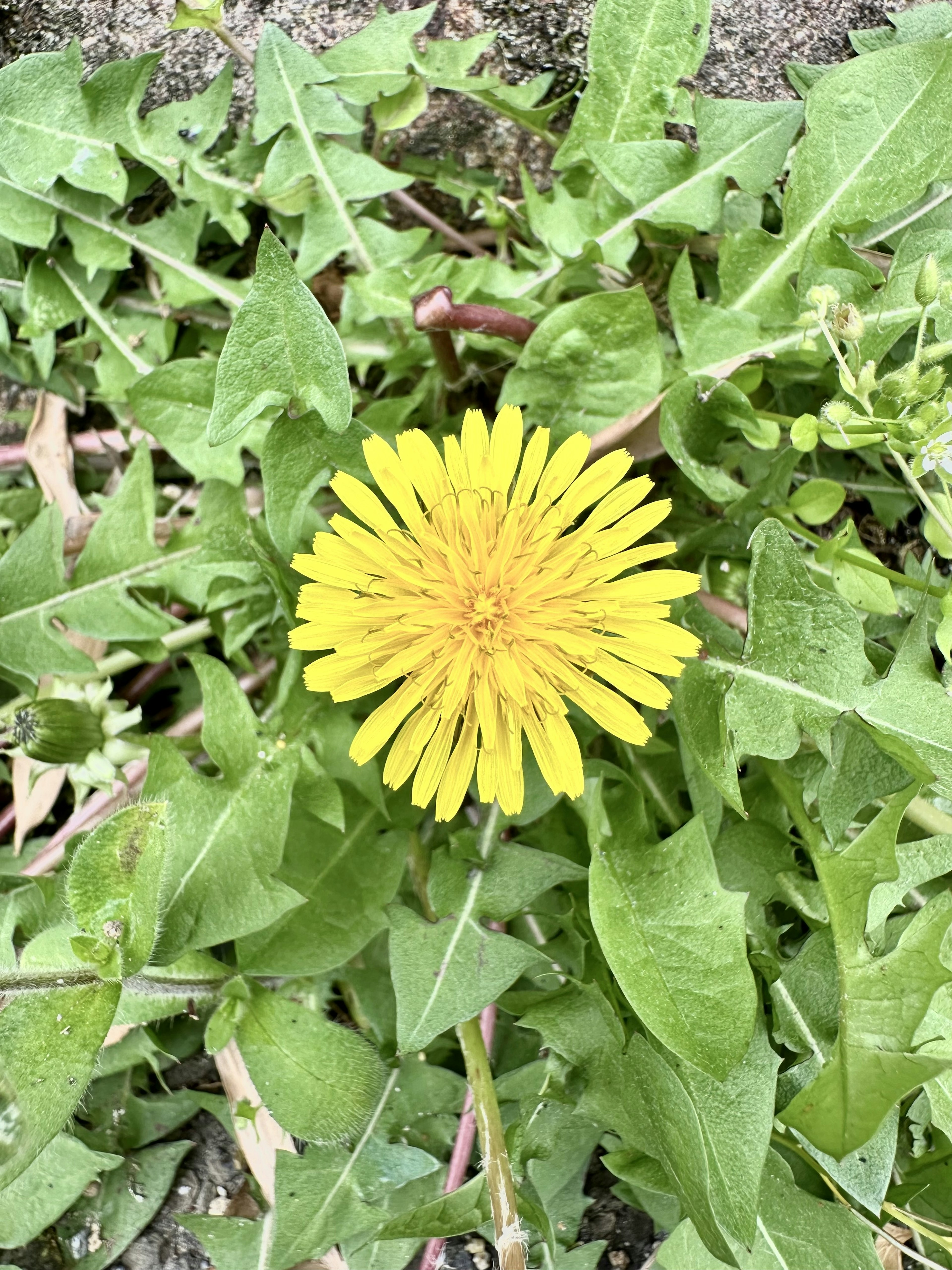 Bright yellow dandelion flower blooming among green leaves