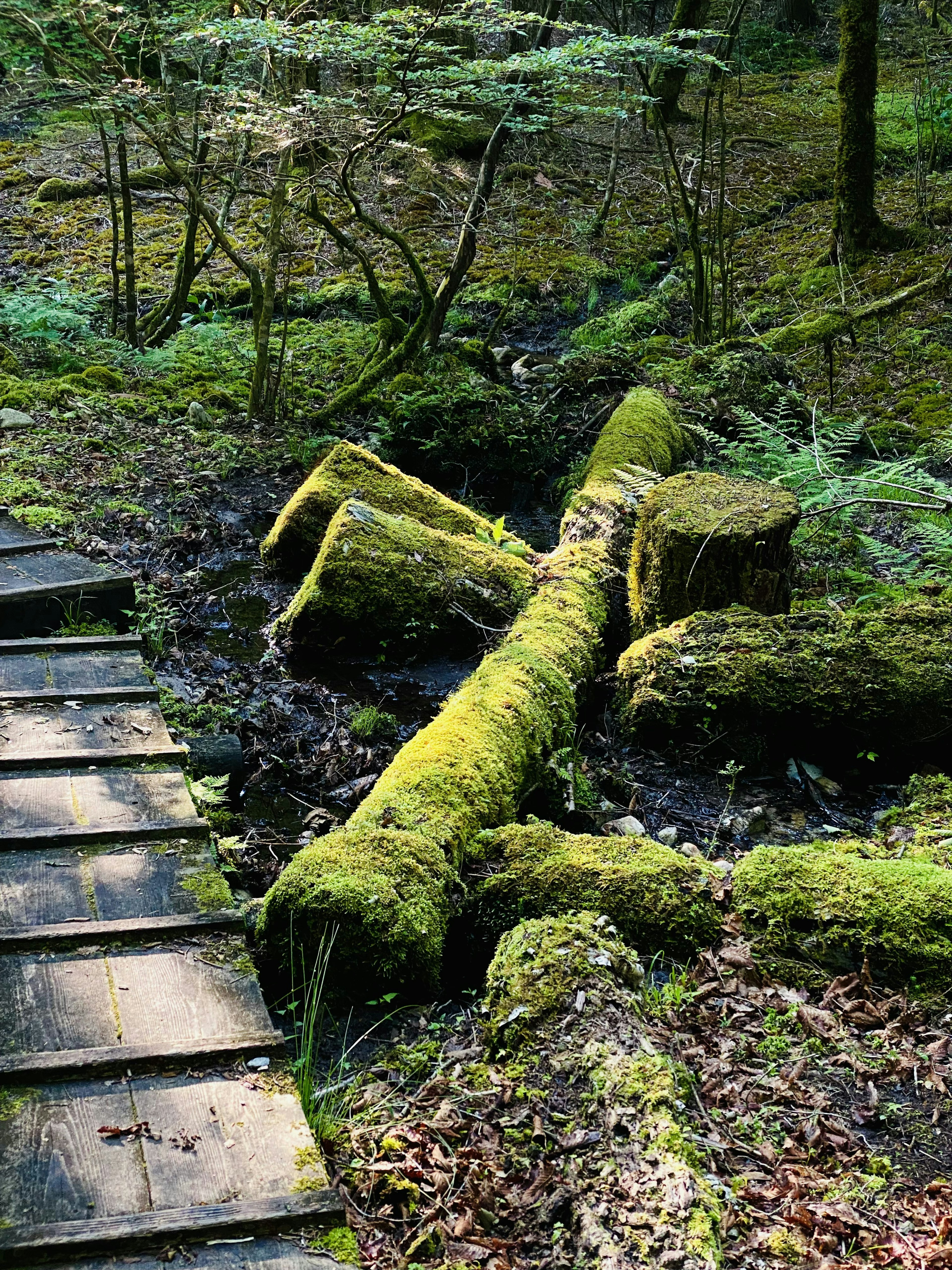 Tronco caído cubierto de musgo en un bosque húmedo rodeado de plantas verdes