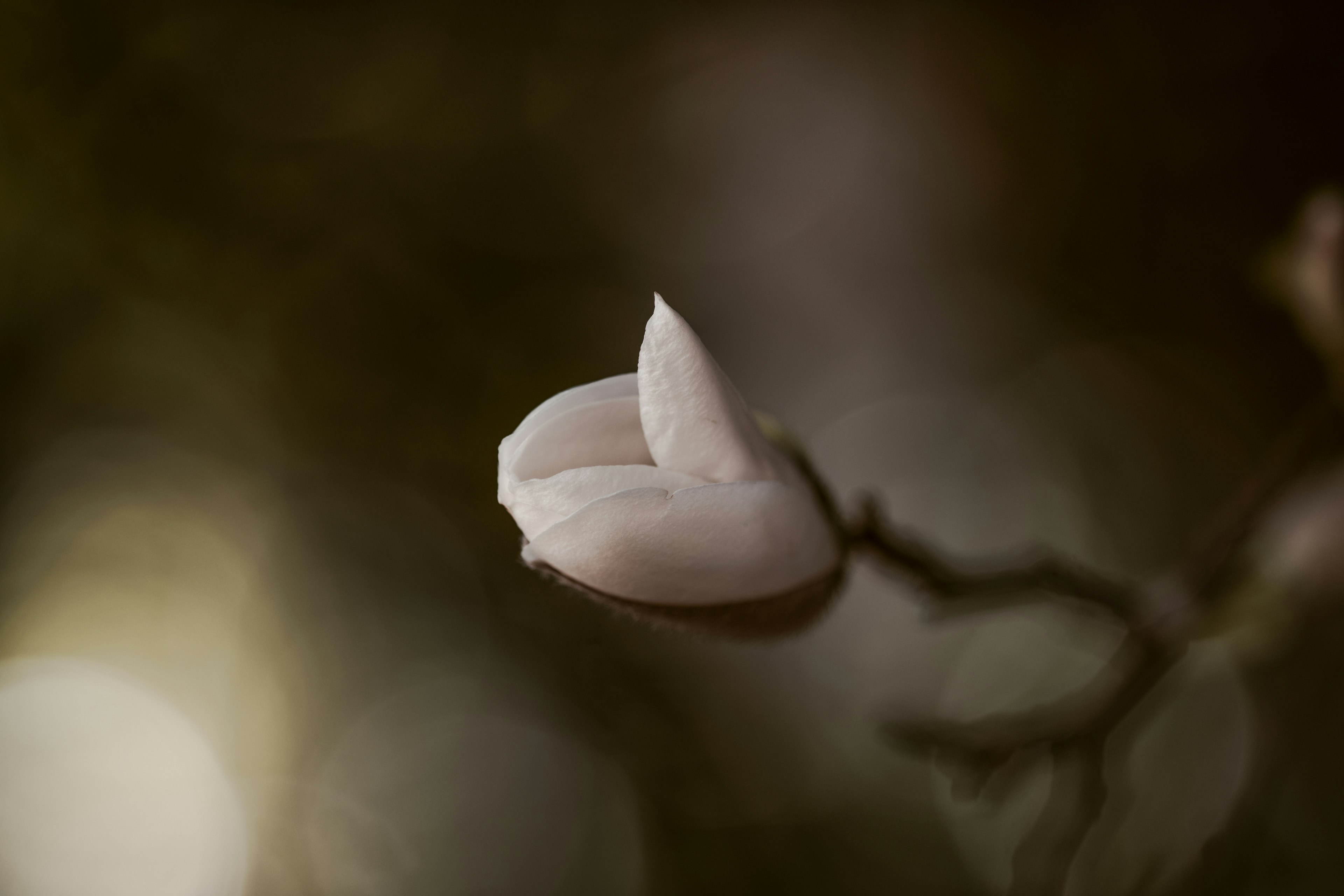 模糊背景中一朵白色花蕾在树枝上的特写