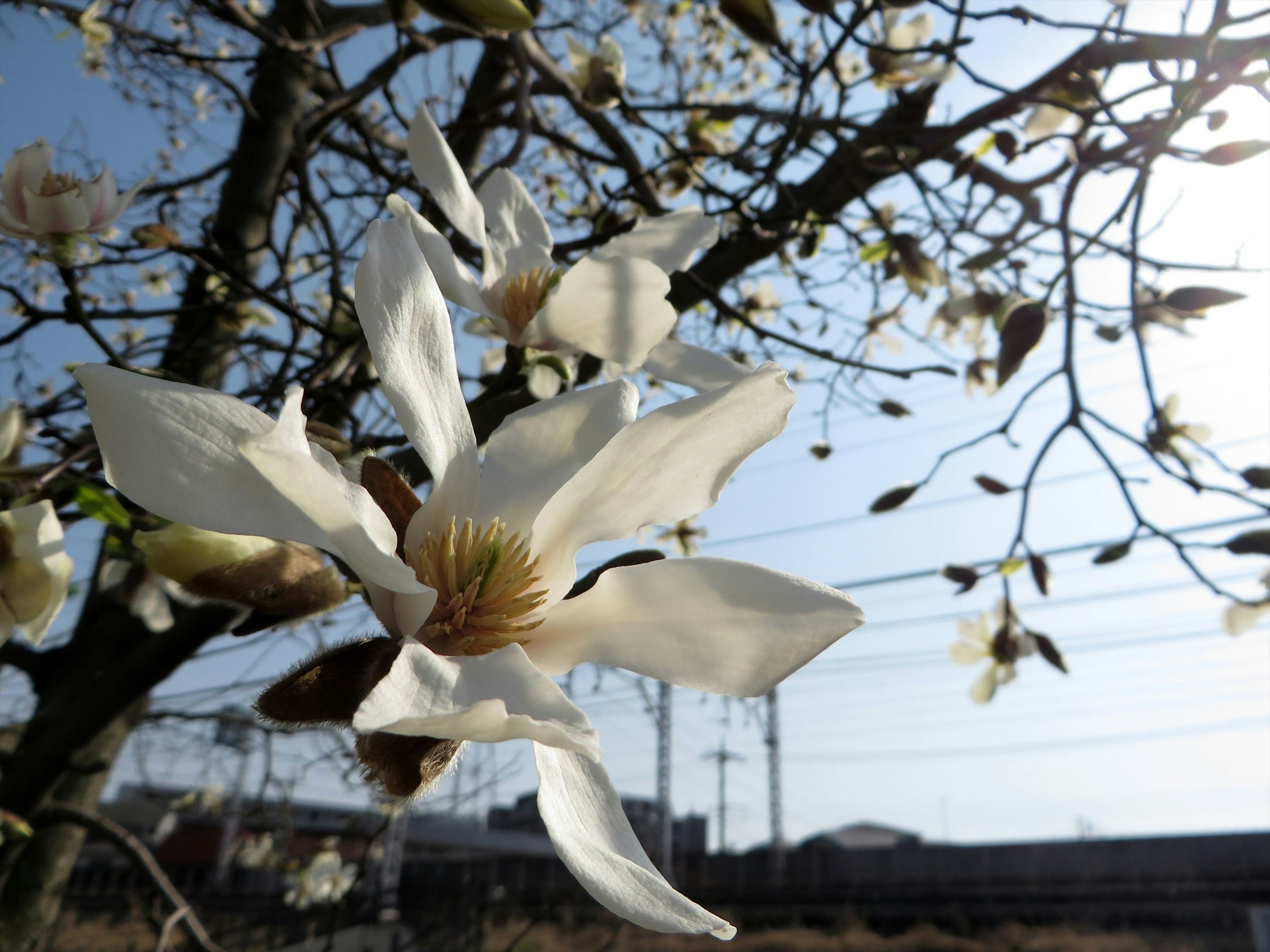 Nahaufnahme eines Baumzweigs mit weißen Blüten vor blauem Himmel