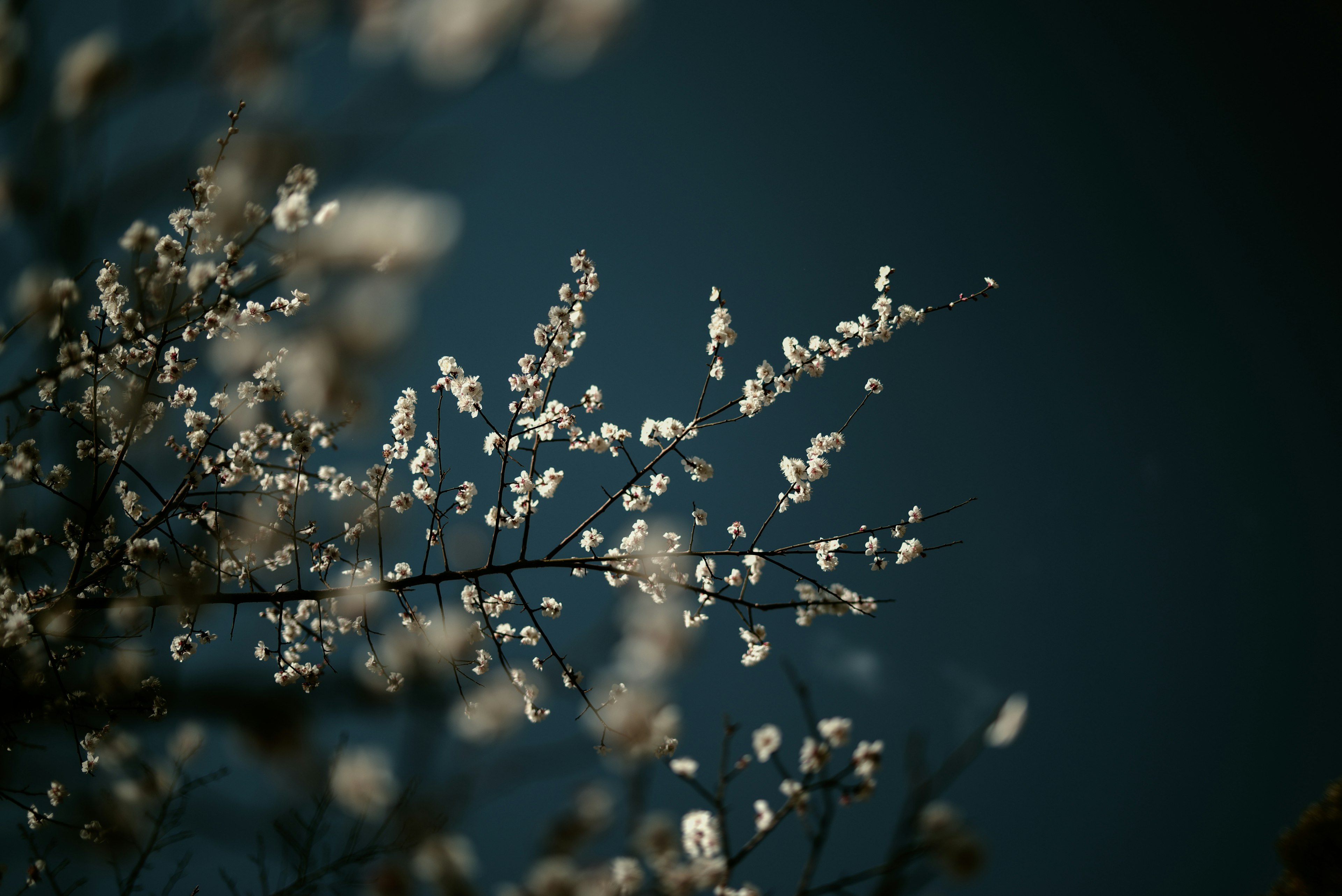 Ramas con flores blancas sobre fondo oscuro