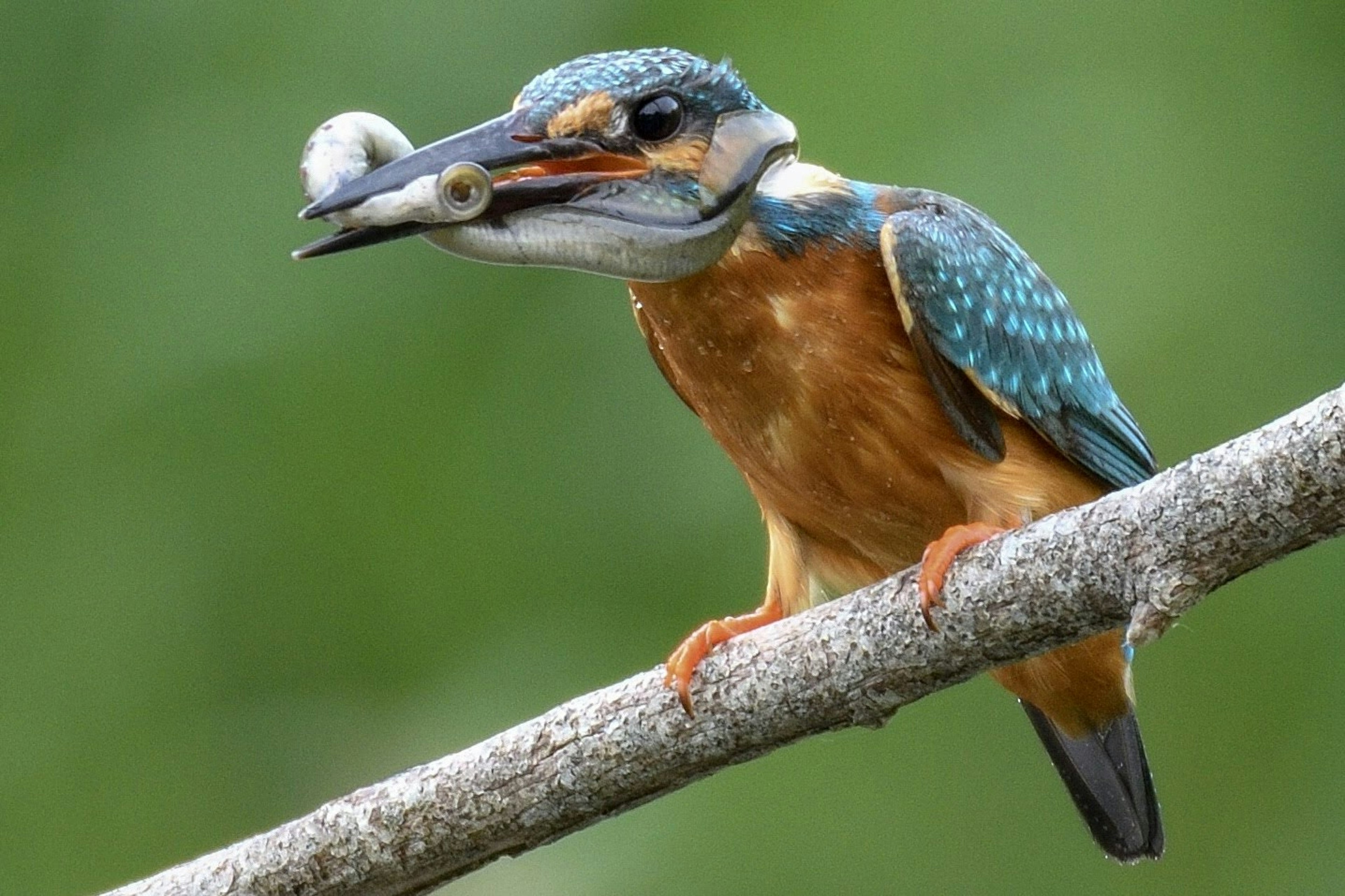 Seekor burung raja udang berbulu biru bertengger di dahan memegang ikan