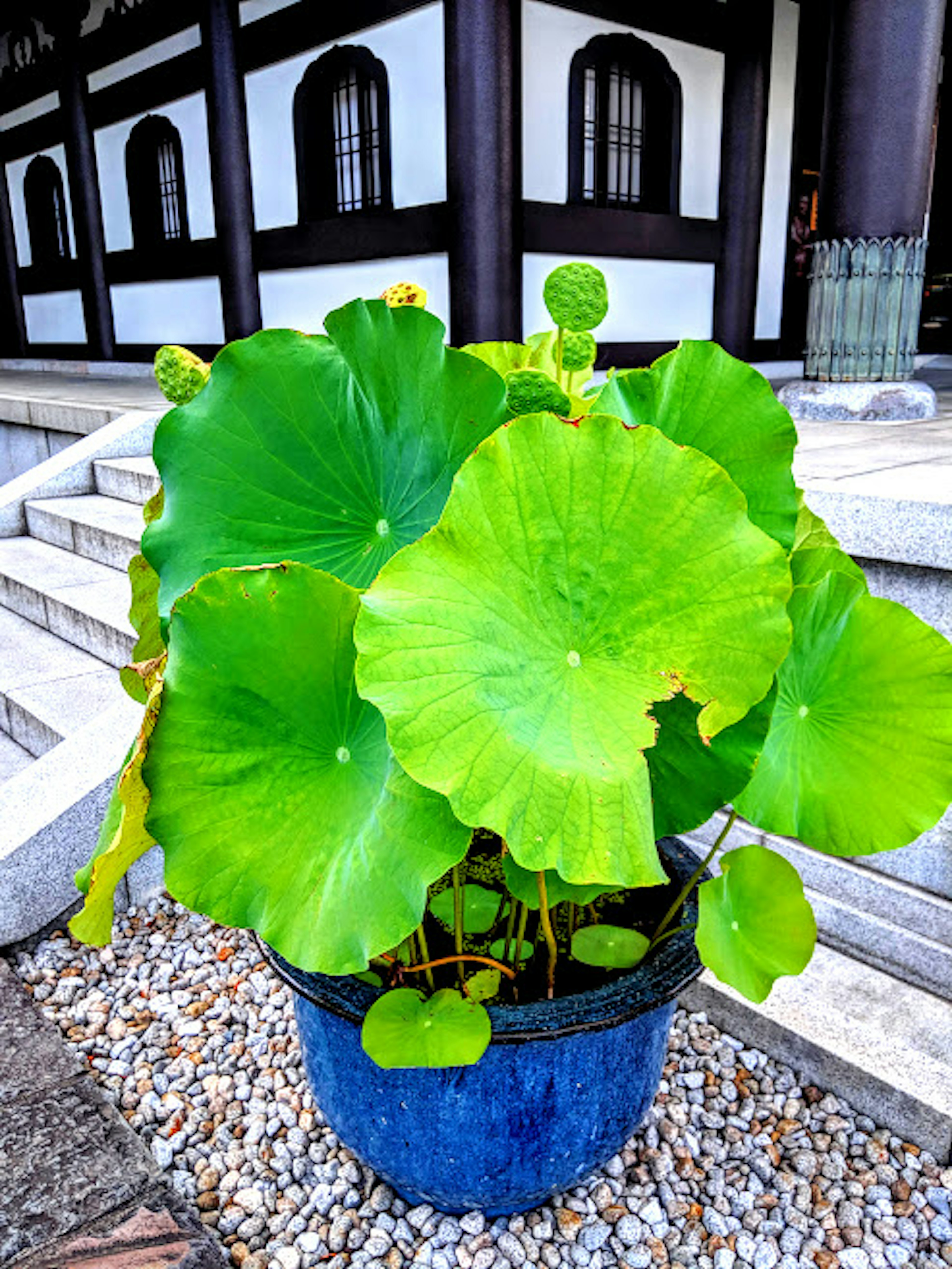 Potted lotus plant with large green leaves positioned near stone steps