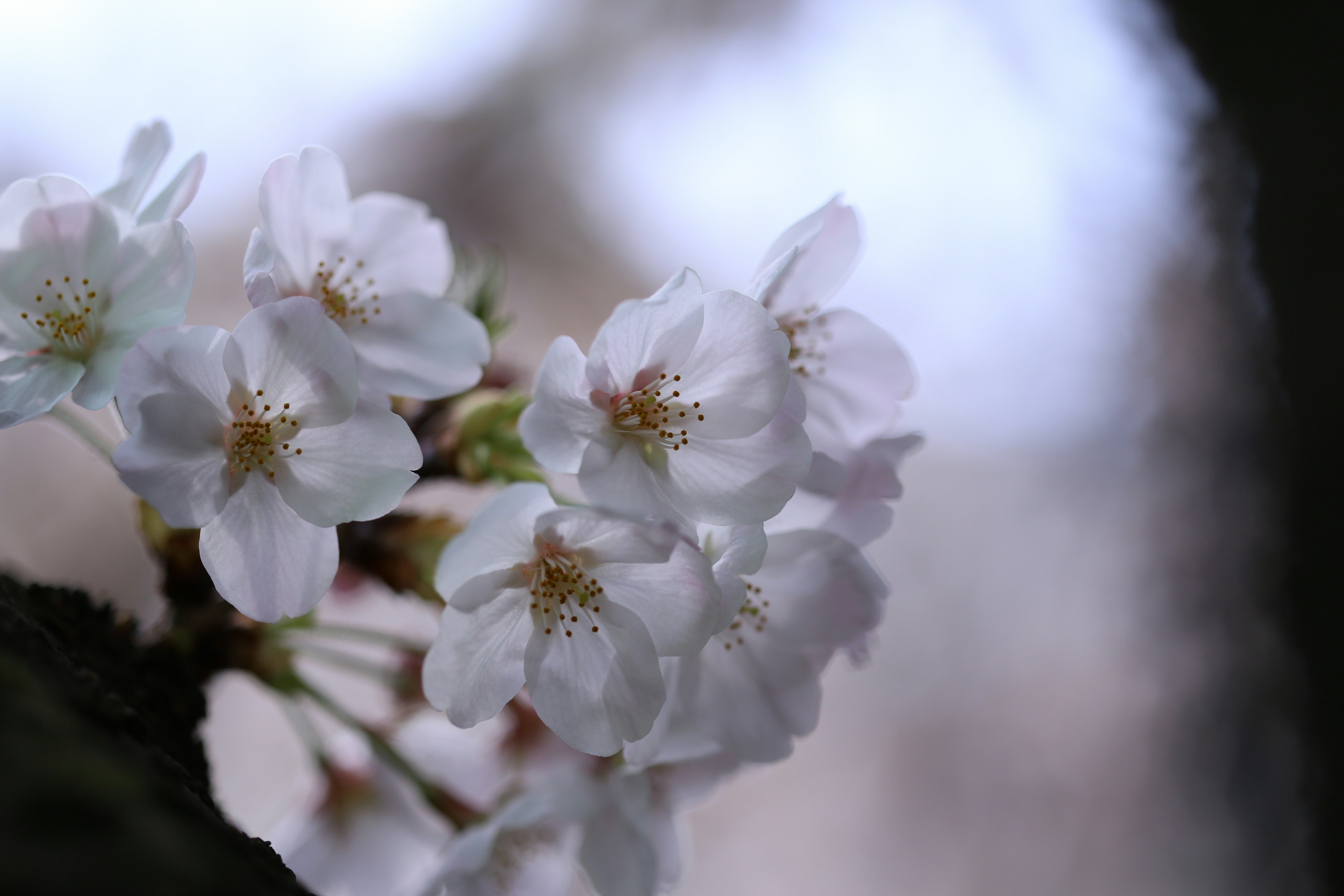 Primo piano di fiori di ciliegio bianchi con uno sfondo morbido