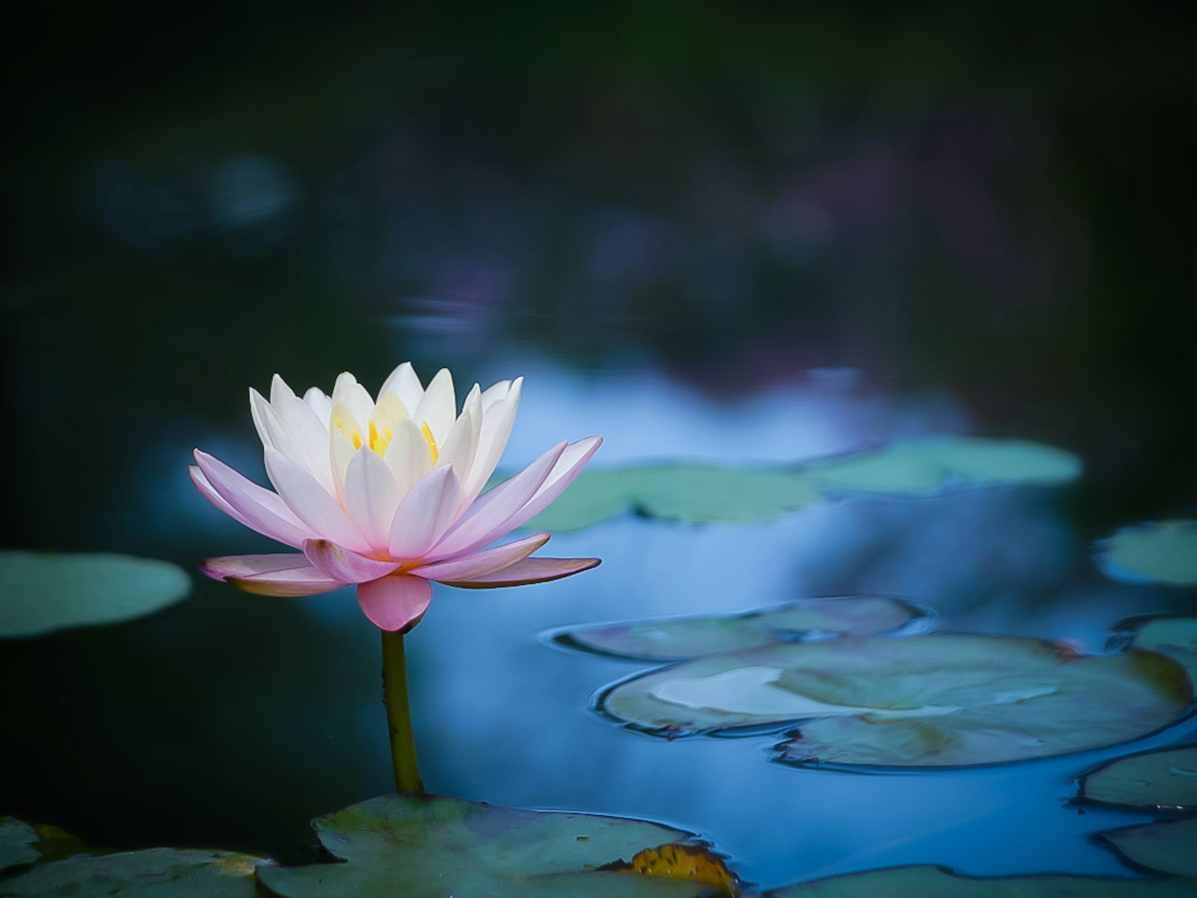 水面に浮かぶ美しい睡蓮の花と葉