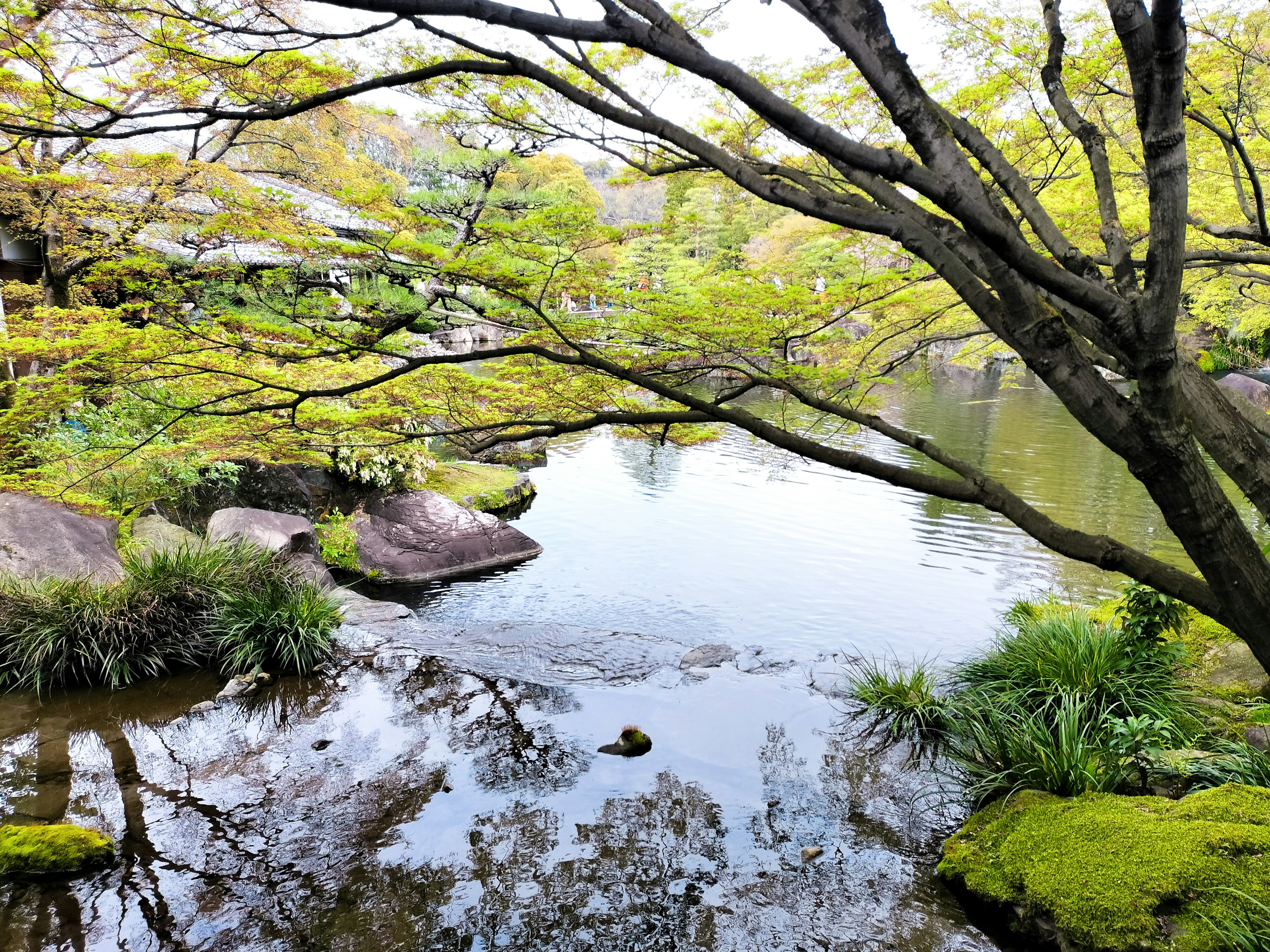 Pemandangan tenang dengan kolam dan pohon hijau subur