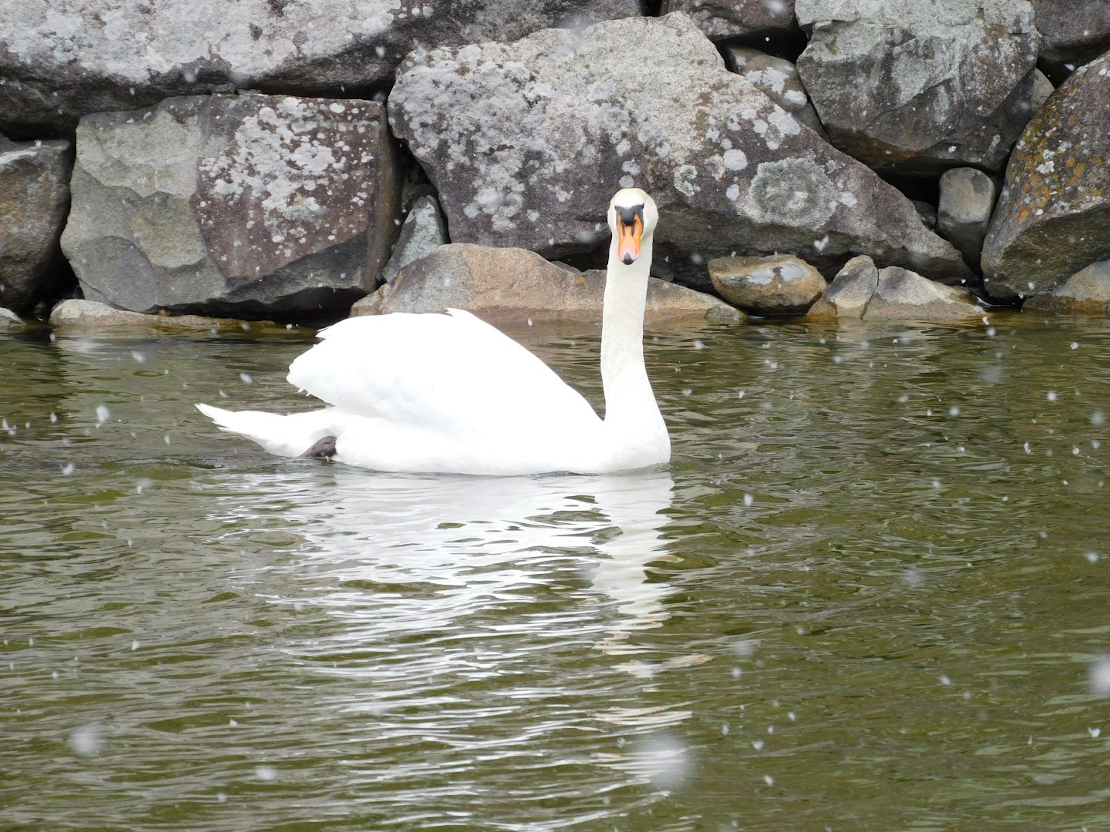 Un cygne flottant sur l'eau devant un mur de pierre