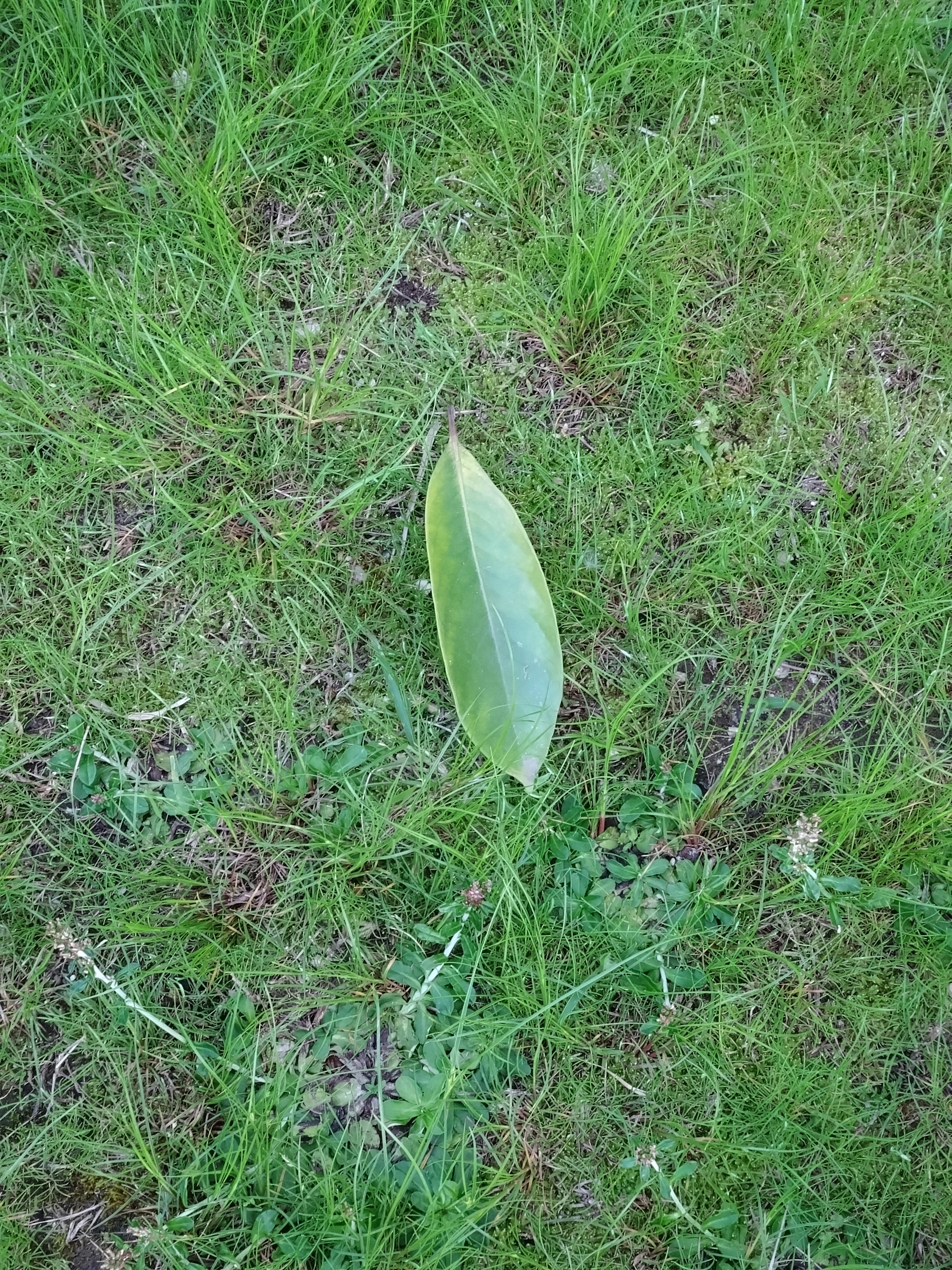 绿色草坪上的一片叶子