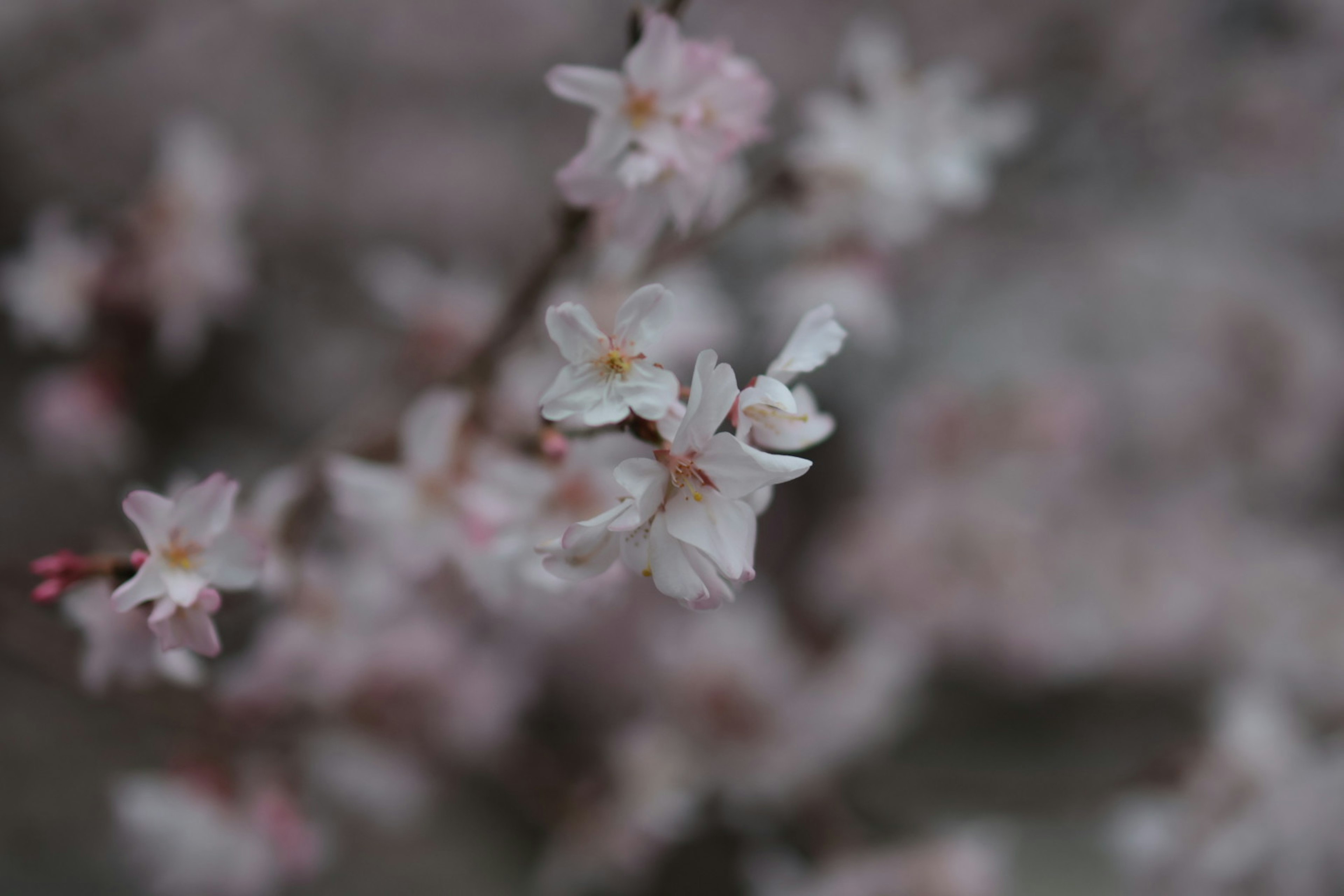 Delicate pink cherry blossom flowers in soft focus