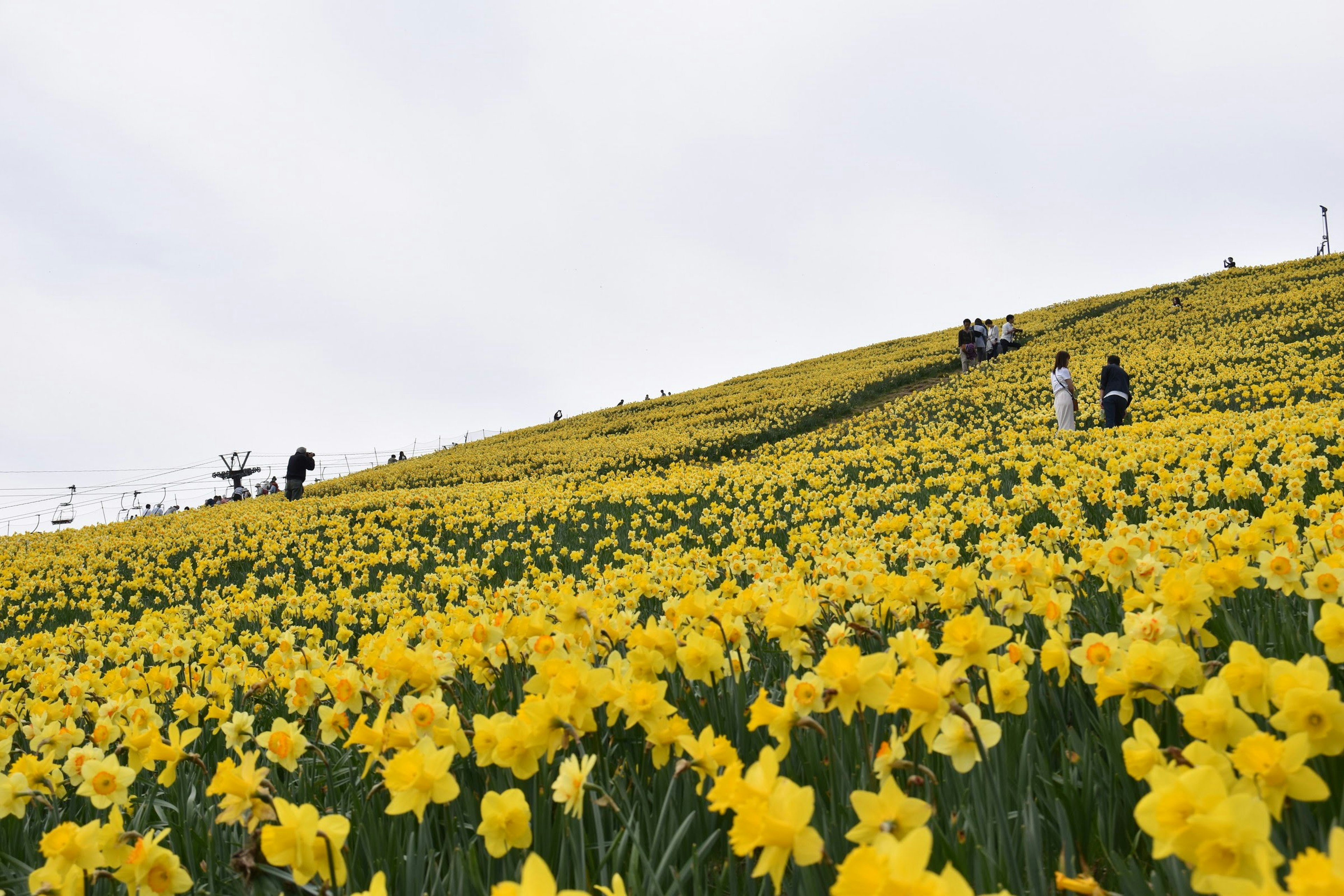 Campo esteso di narcisi gialli con visitatori