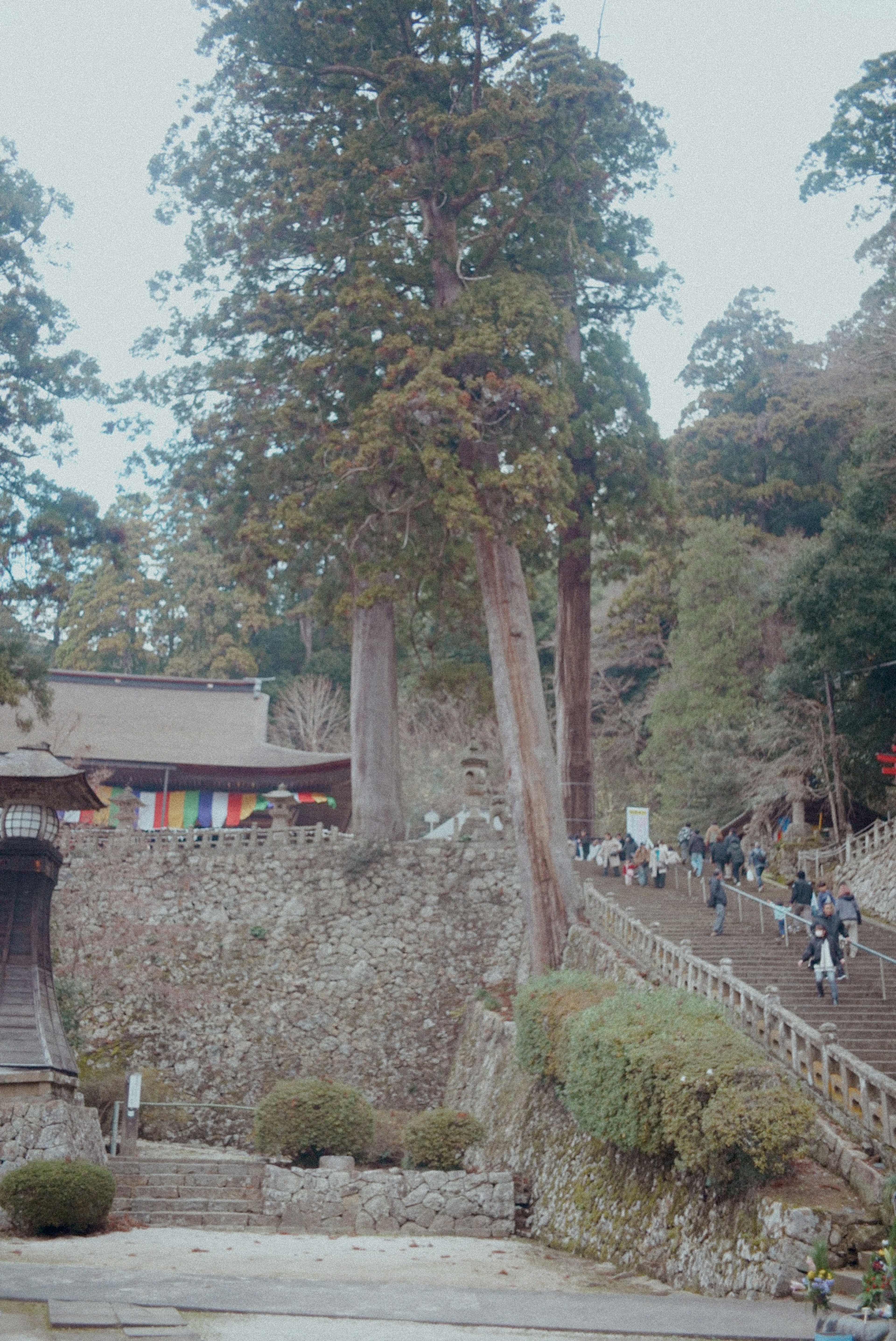 木々と人々が歩く風景である神社の入口