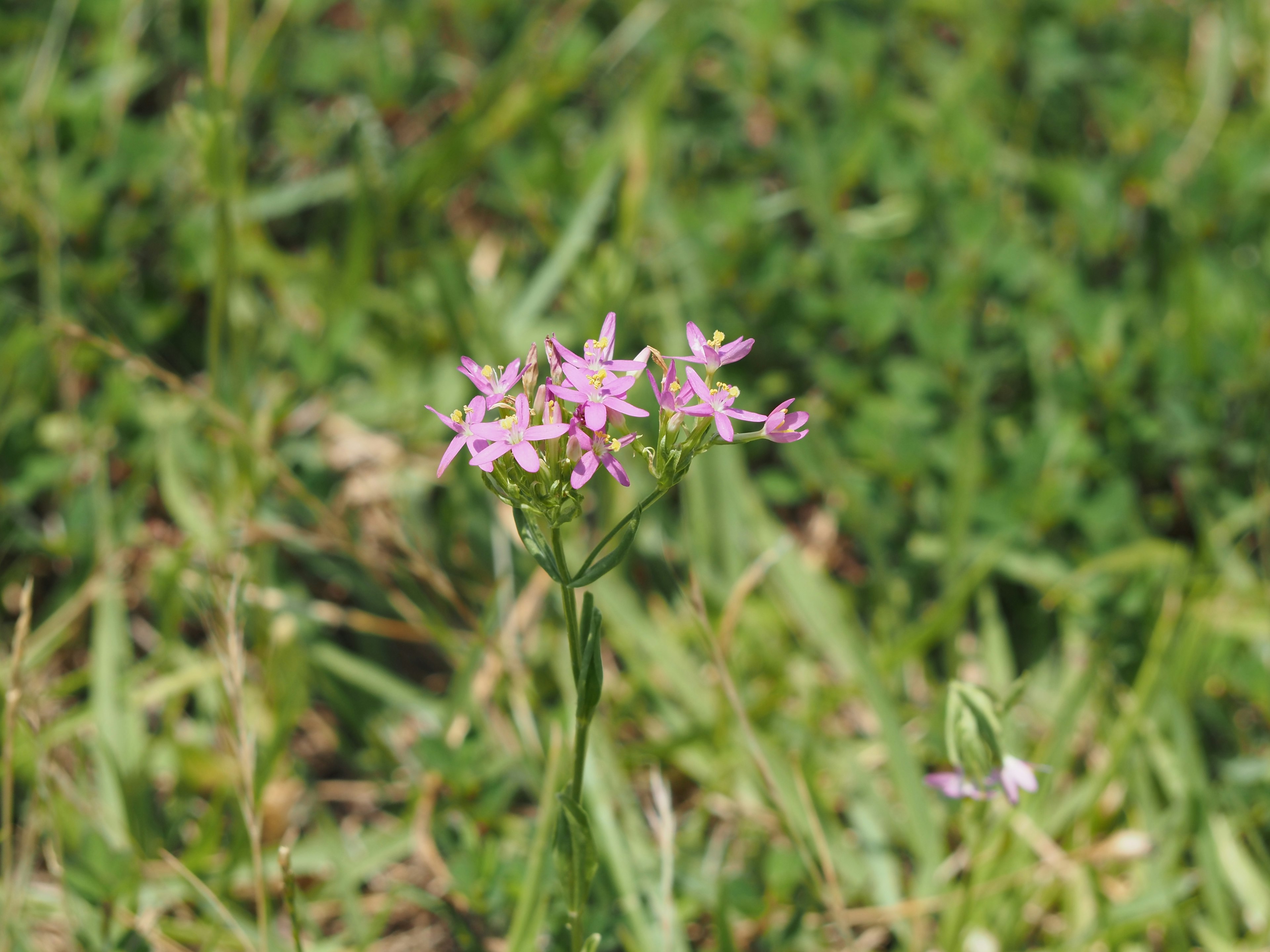 緑の草の中に咲く小さなピンクの花