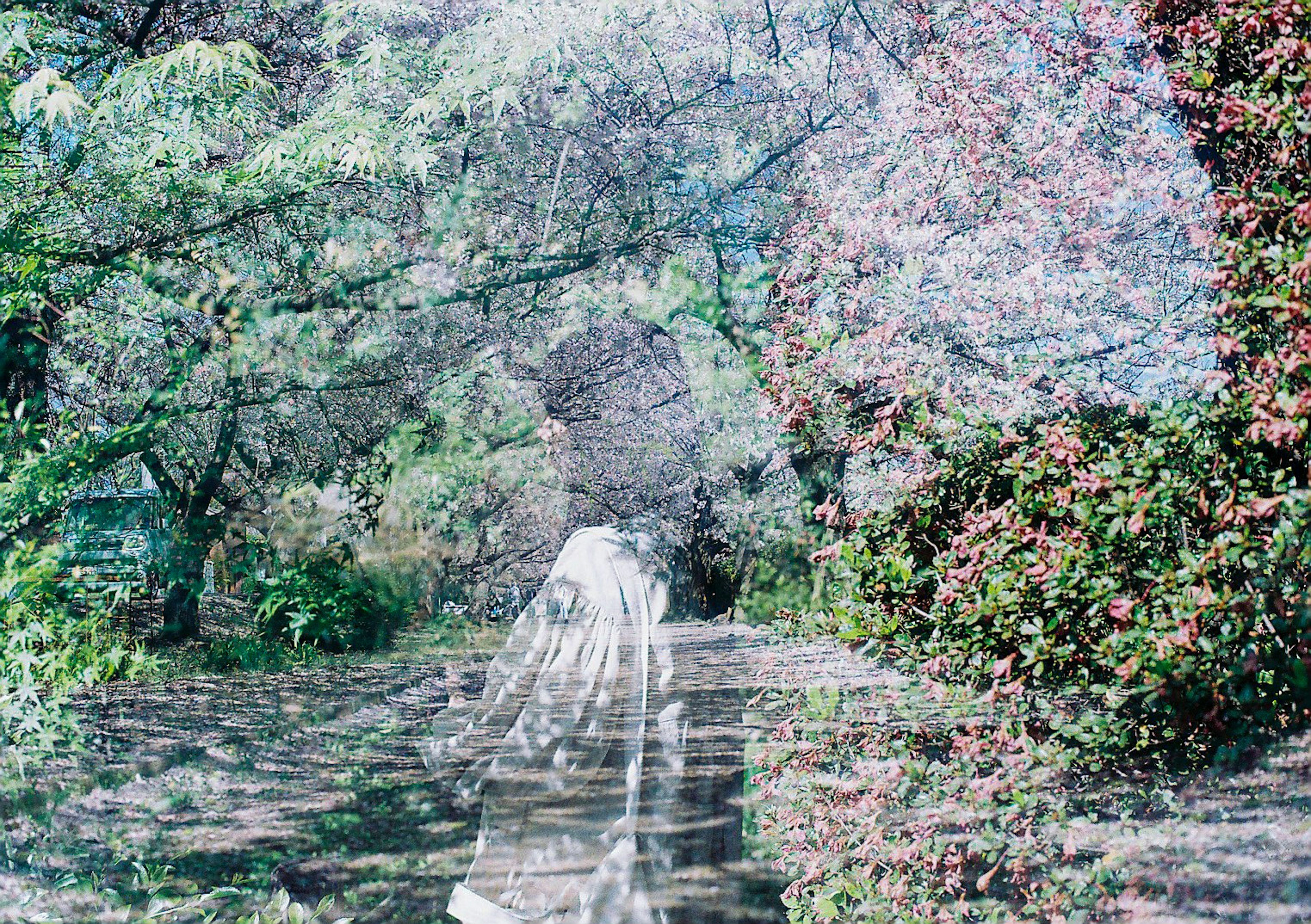 在公园小路上行走的女性轮廓，周围环绕着花和树木