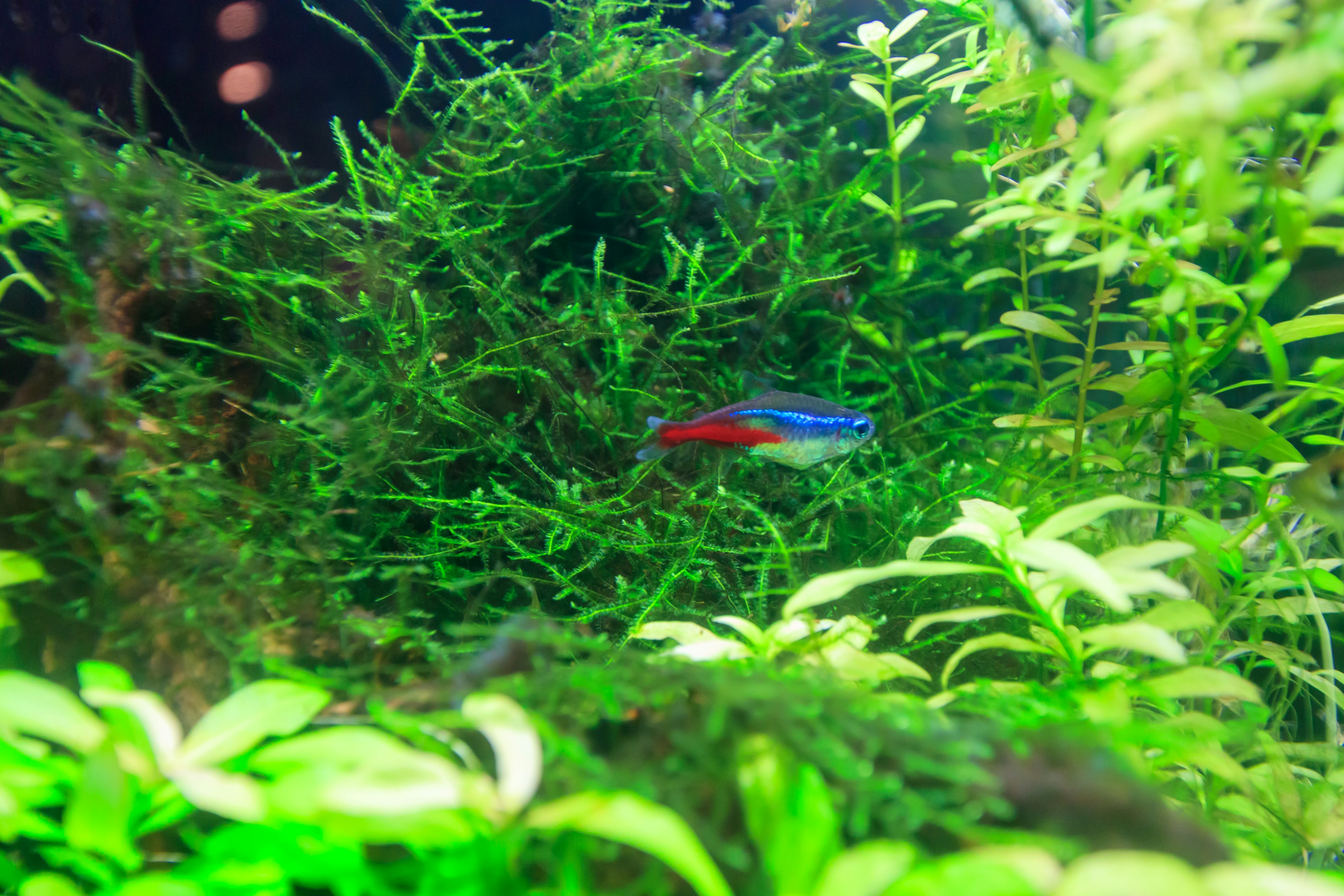 Ein tropischer Fisch mit blauer und roter Färbung, der sich zwischen grünen Wasserpflanzen in einem Aquarium versteckt