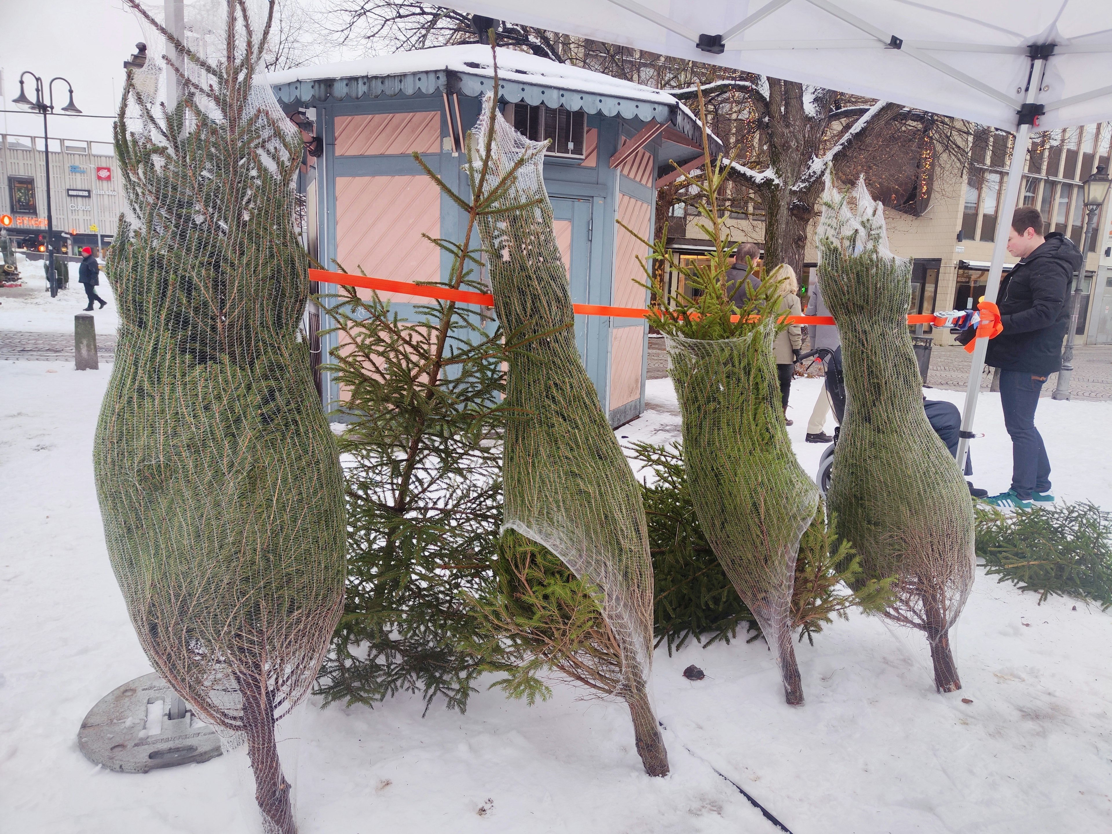 Arbres de forme unique se tenant dans la neige avec un petit abri