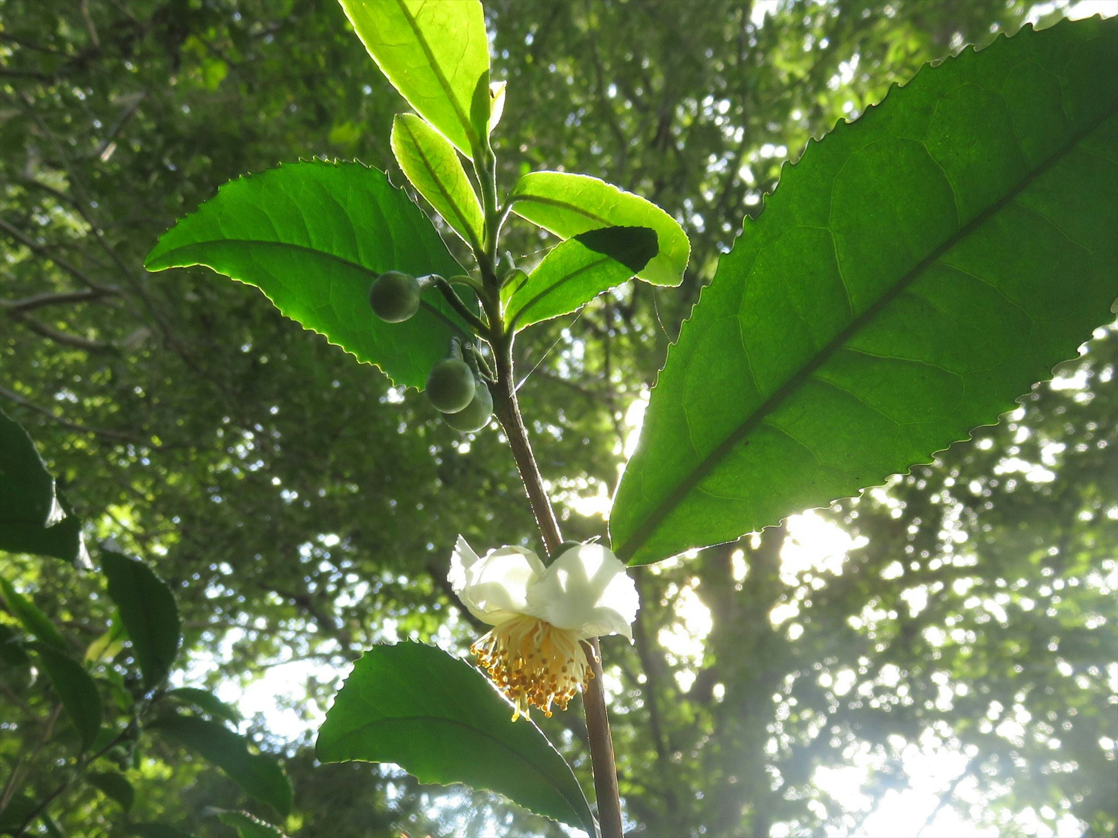 Image d'une plante de thé avec des feuilles vertes et une fleur blanche