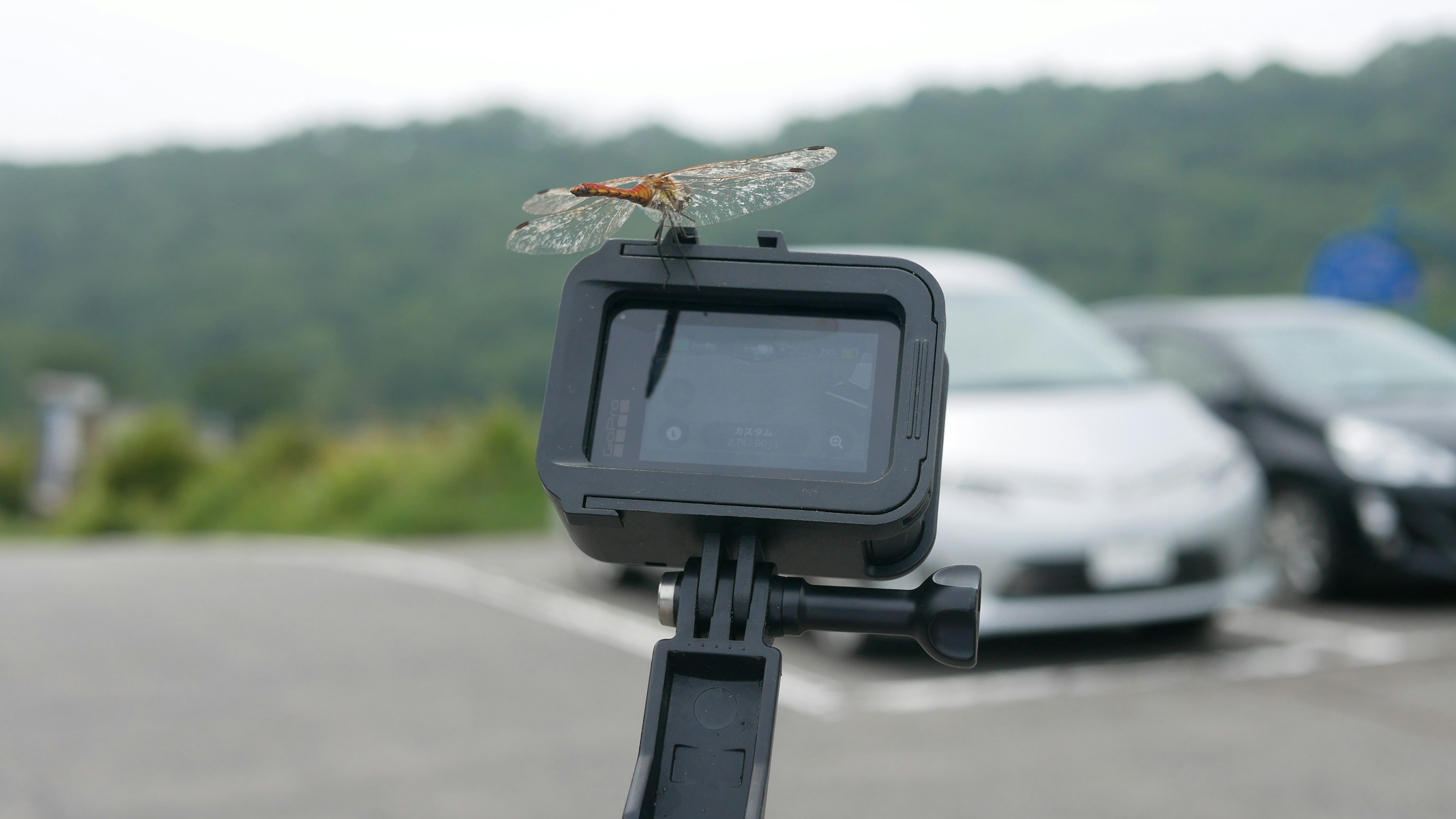 Libelle auf einer Kamera mit Parkplatz im Hintergrund