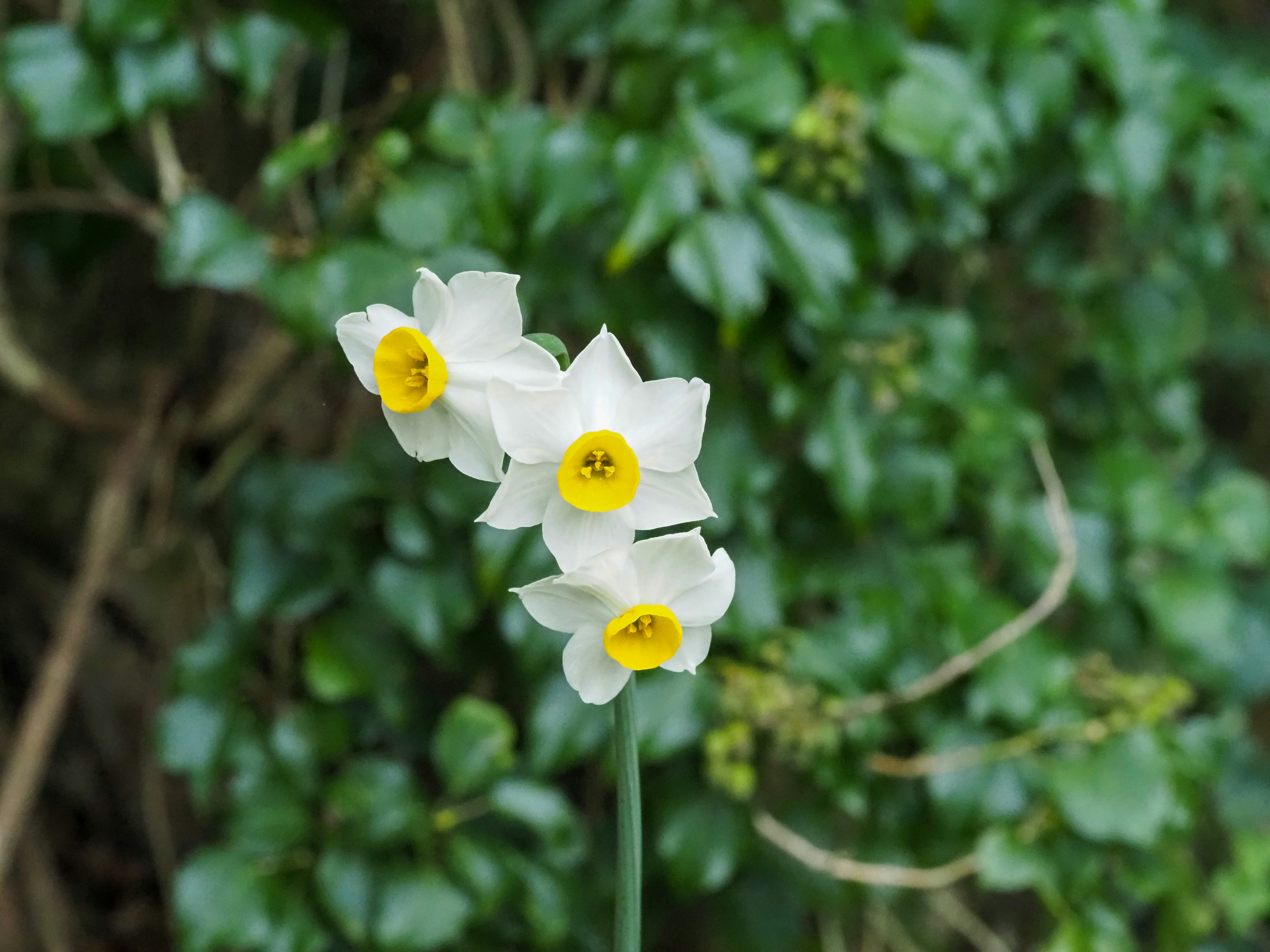 Weiße Narzissenblüten vor grünem Hintergrund