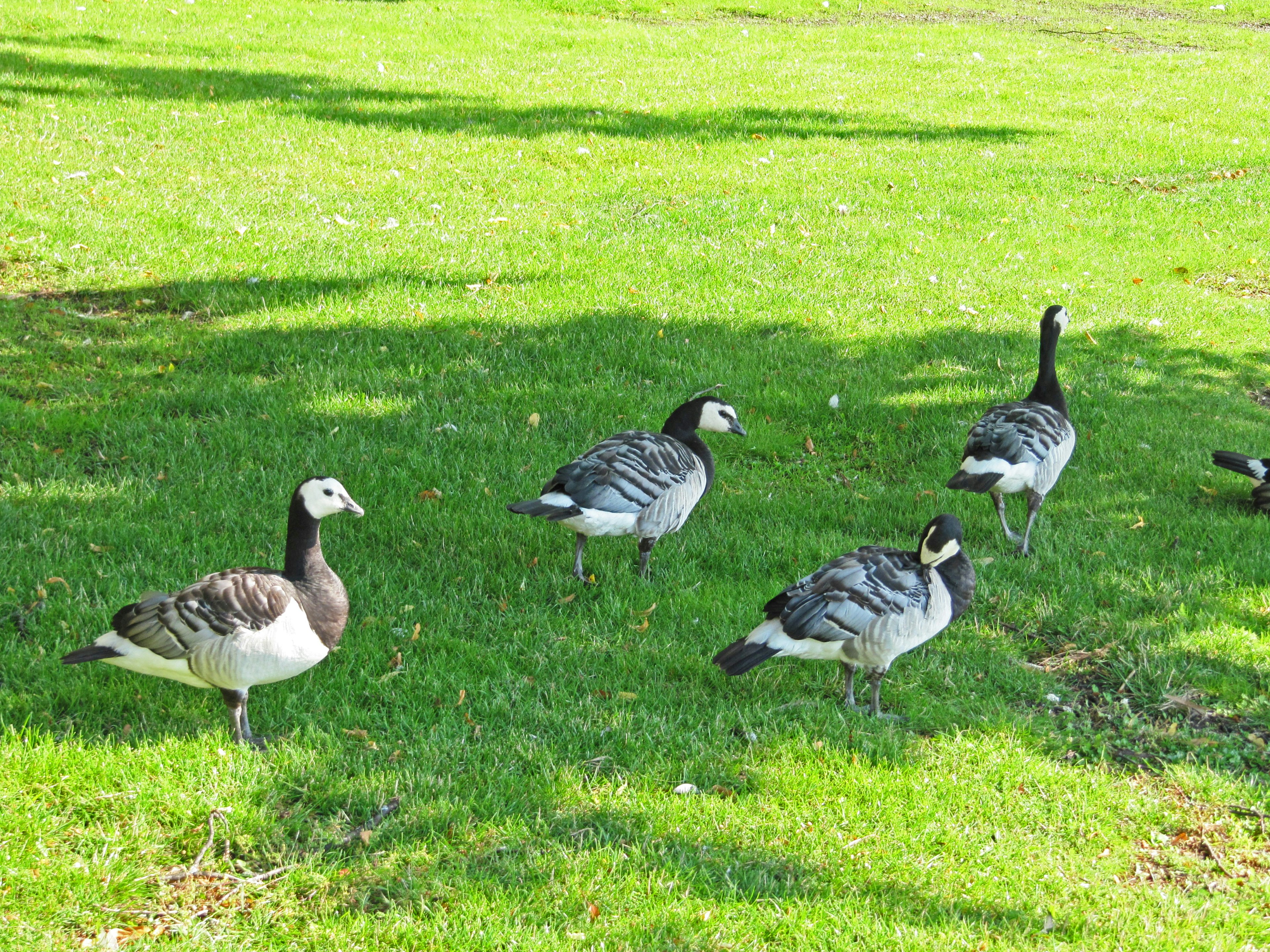 Several birds standing on green grass