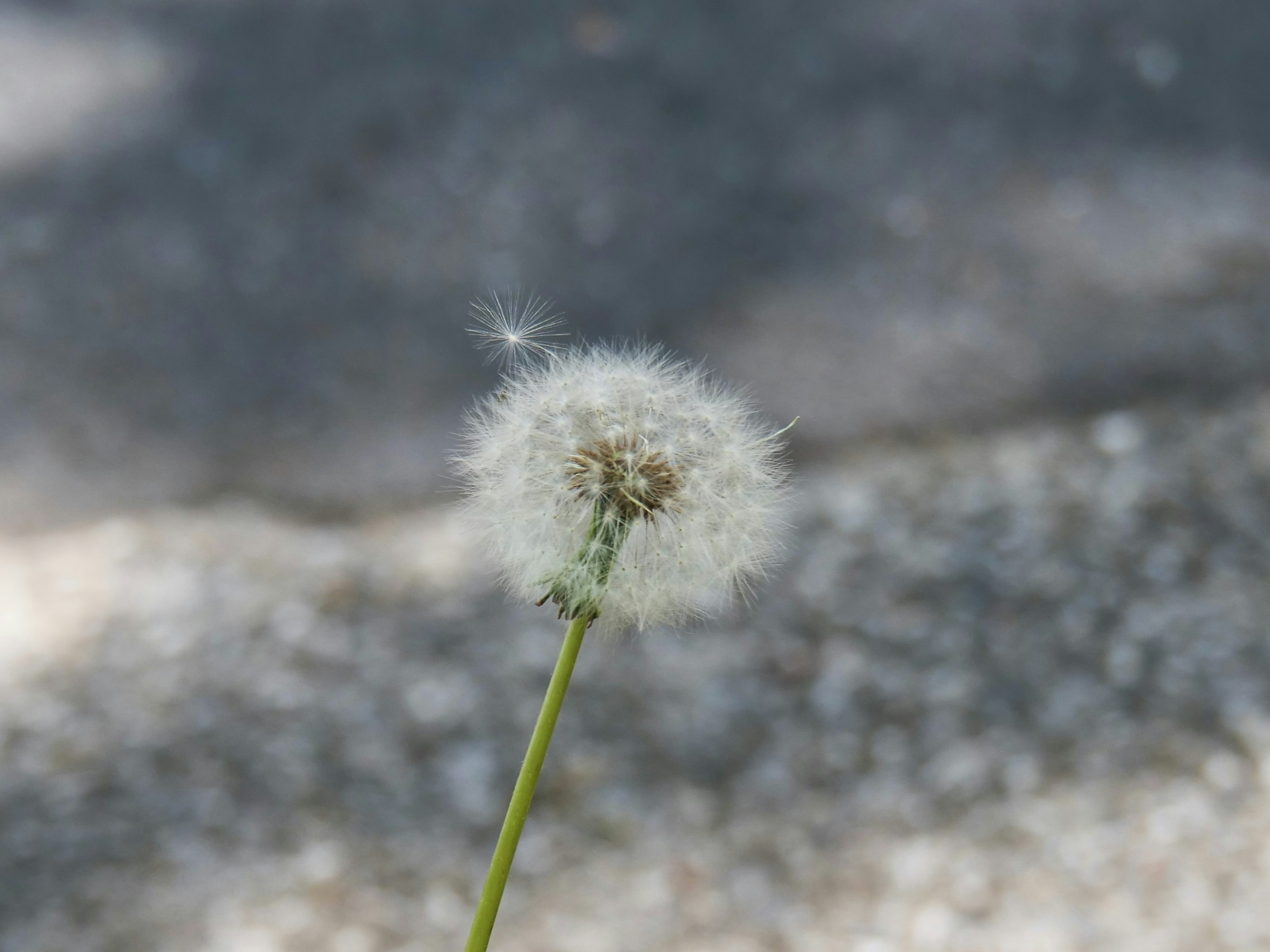 Weißer Löwenzahn-Puff steht unter blauem Himmel