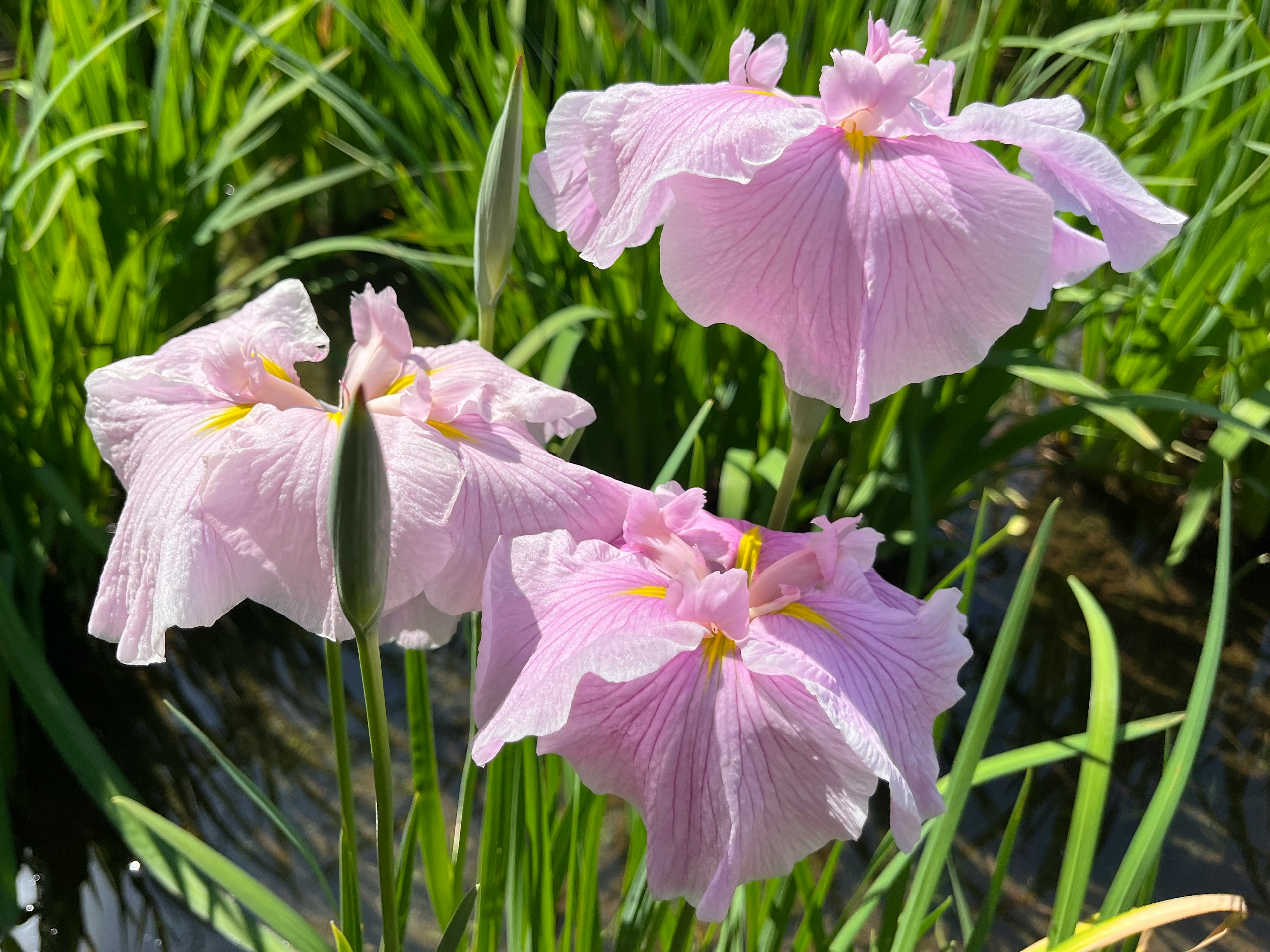 淡いピンクの花が水辺に咲いている様子