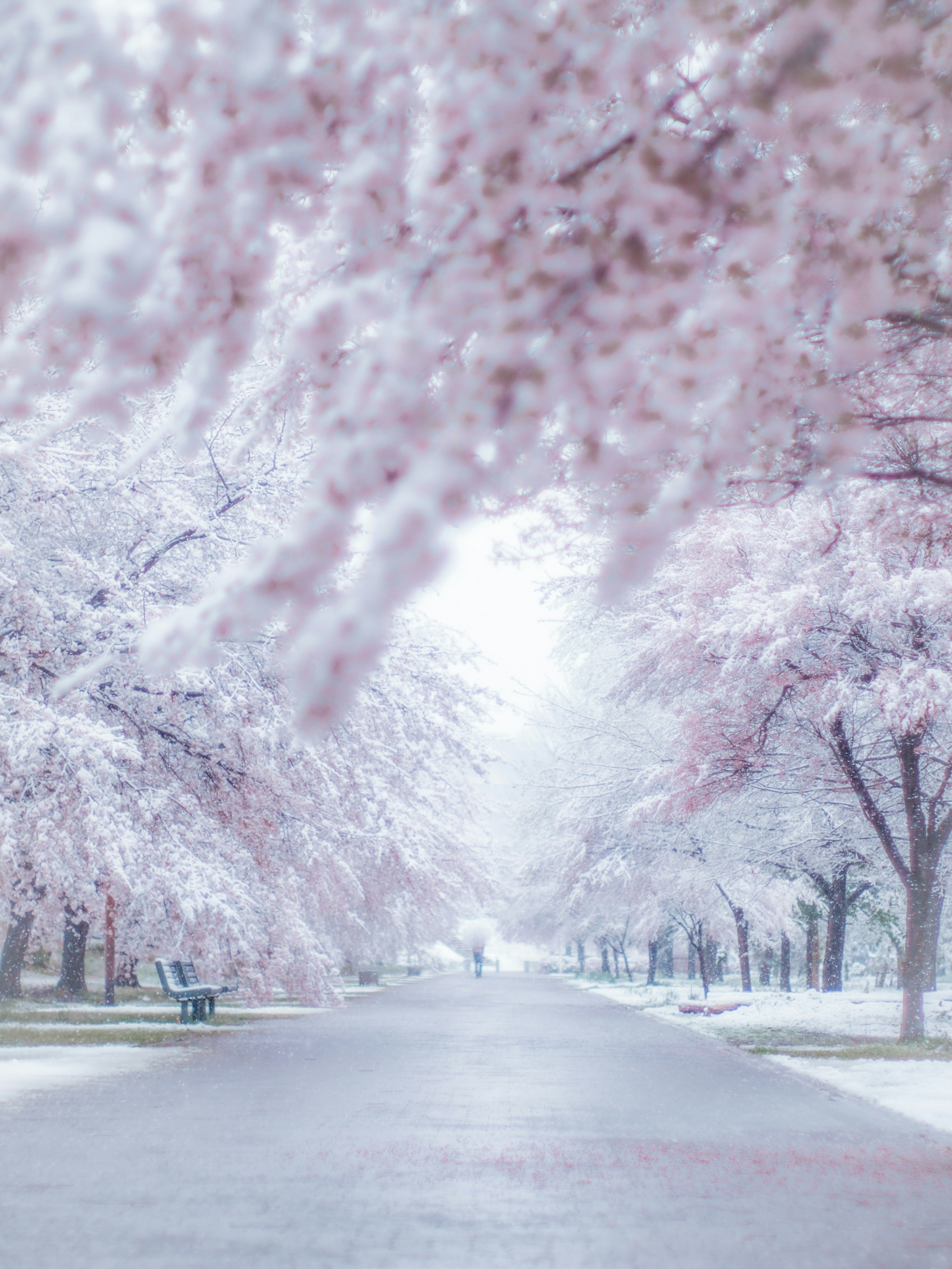 淡い桜の花が咲く道の風景