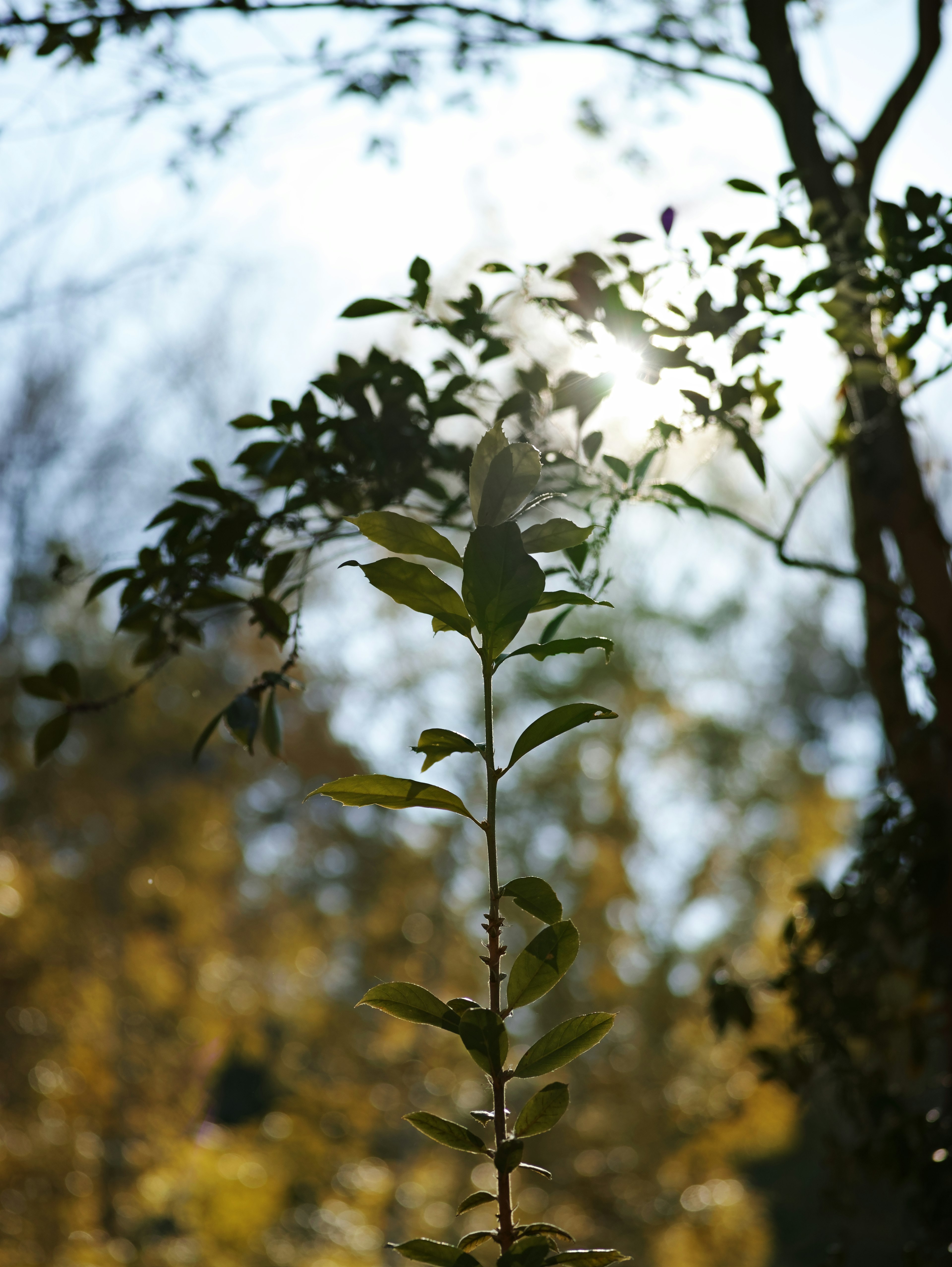 Young tree branch reaching upward with sunlight glowing behind