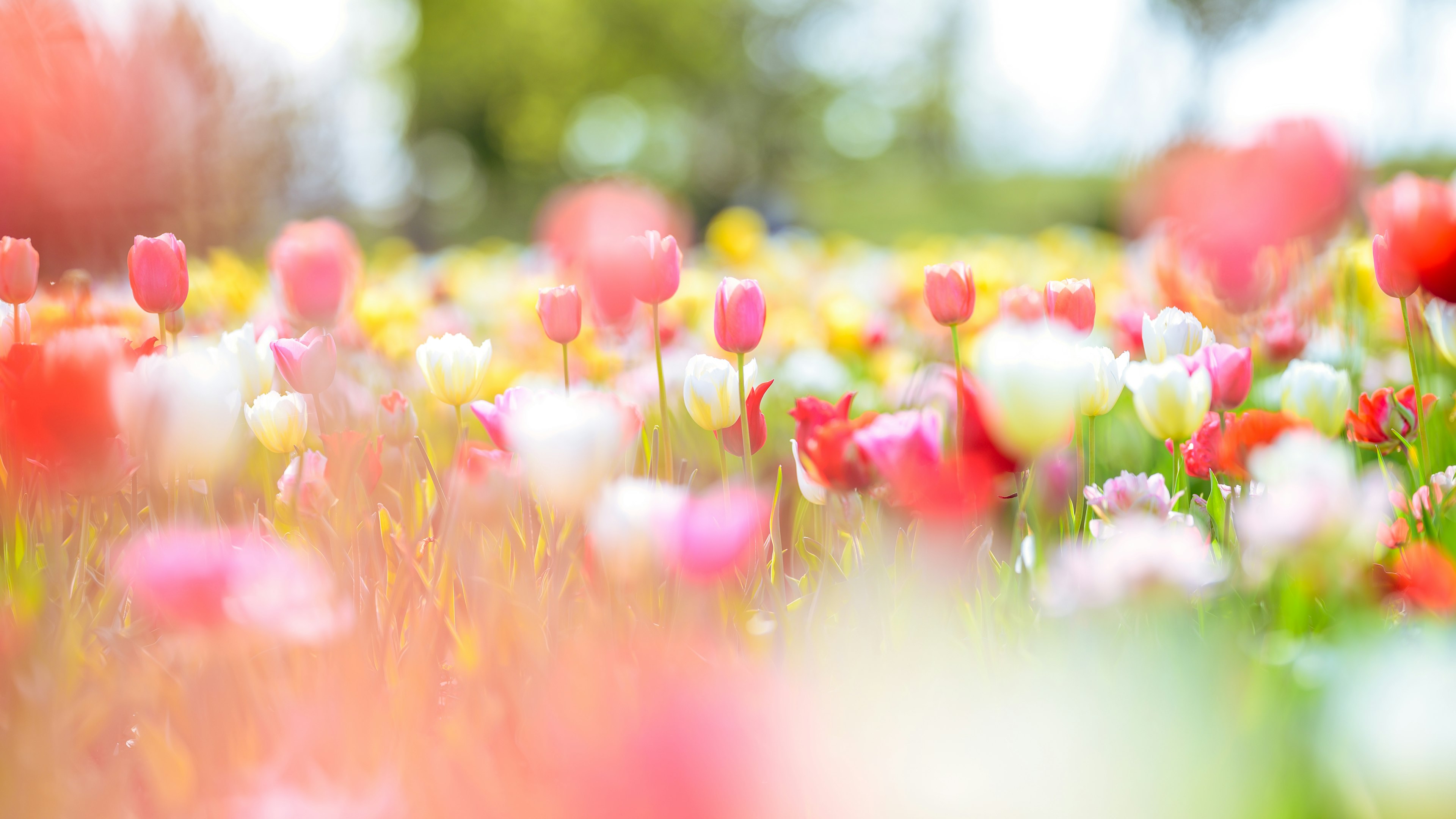 色とりどりのチューリップが咲く花畑のぼやけた風景