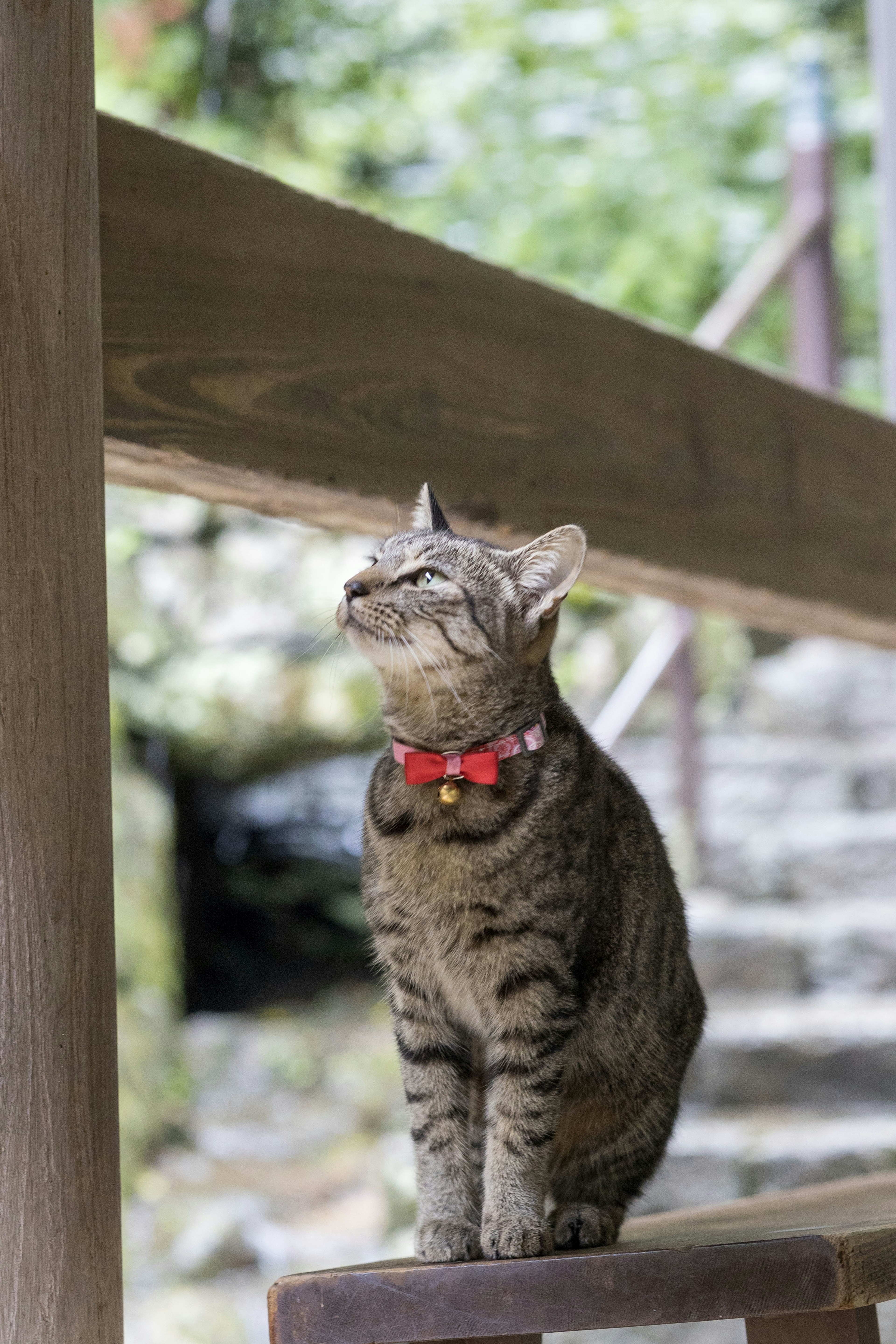 Kucing dengan kalung duduk di dekat tiang kayu