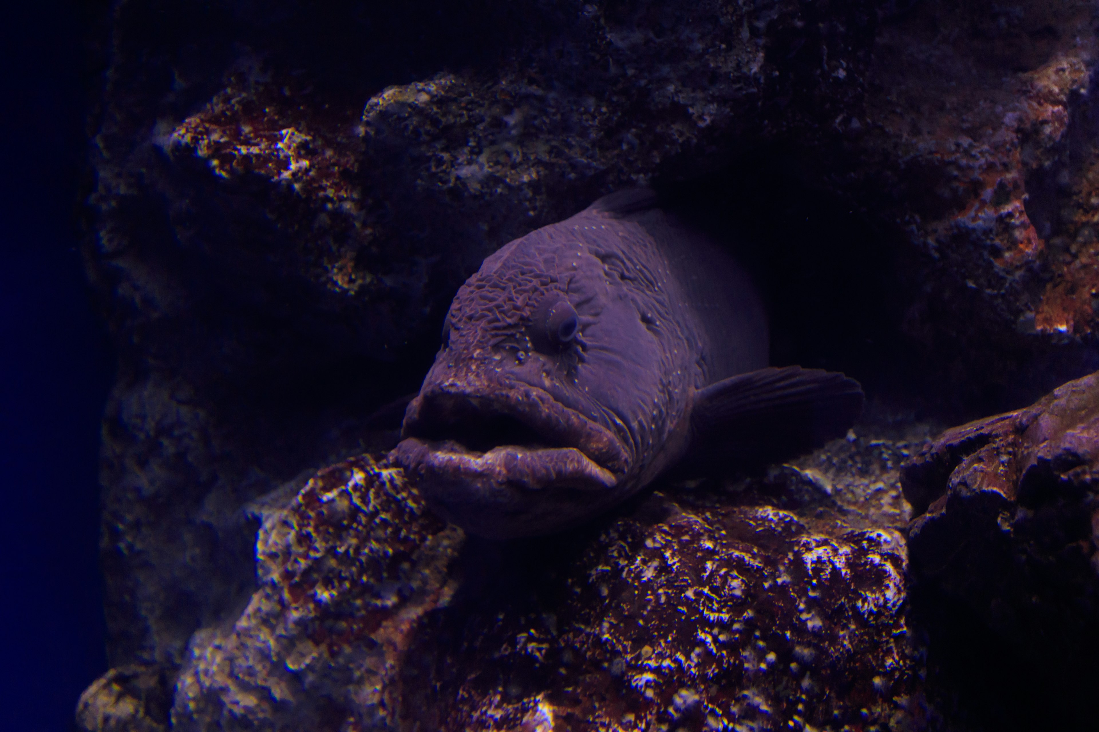 Poisson unique se reposant parmi les rochers sous l'eau