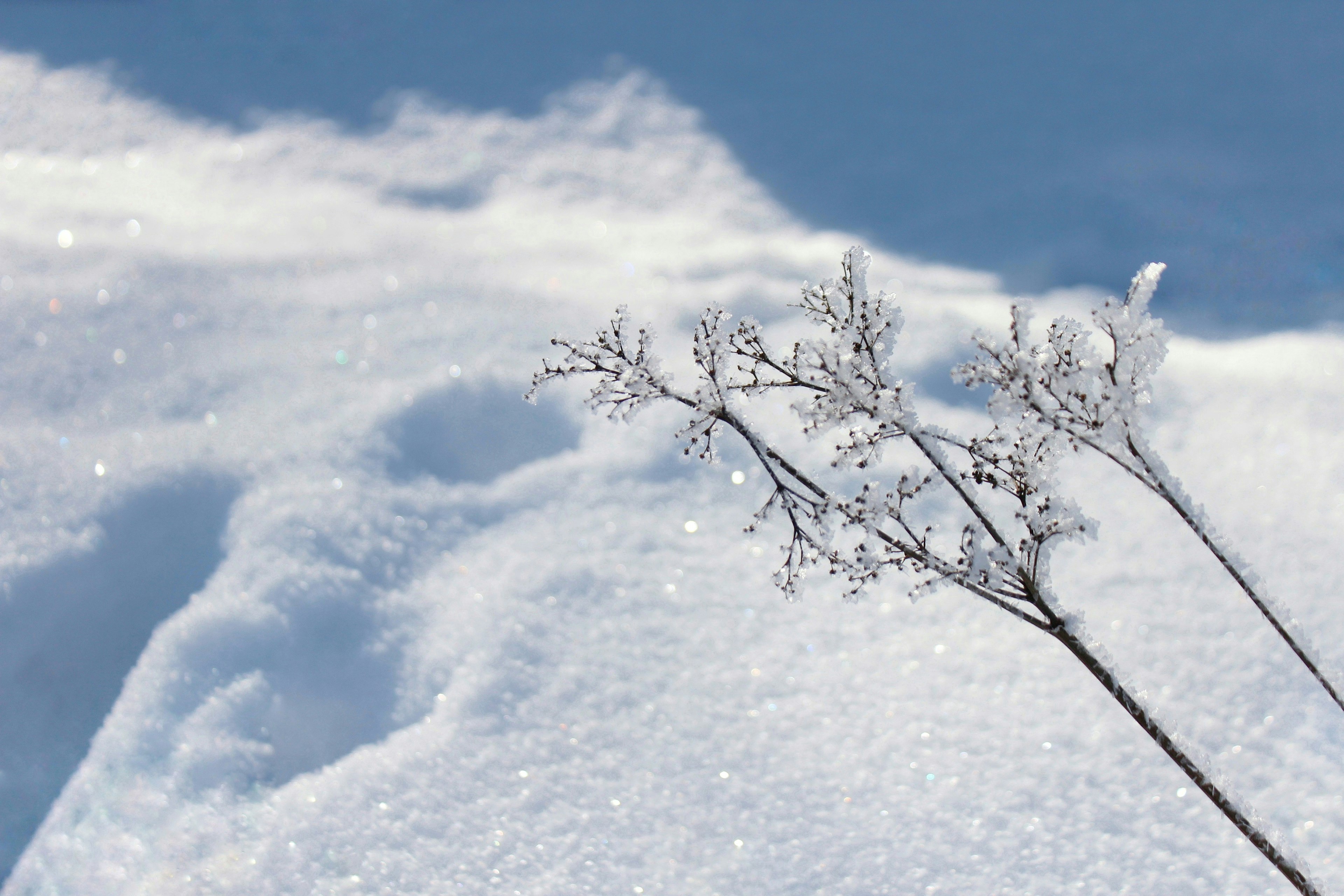 Una bella scena invernale con steli d'erba delicati sulla neve fresca