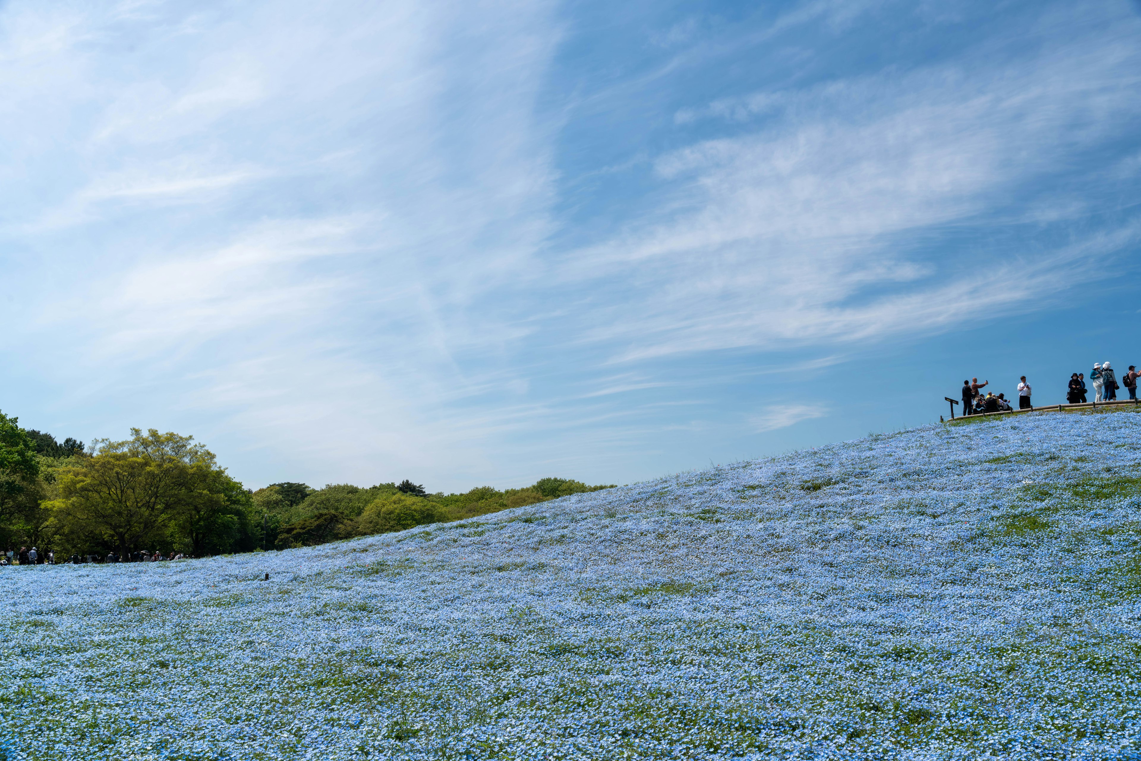 A hill covered with blue flowers under a clear blue sky